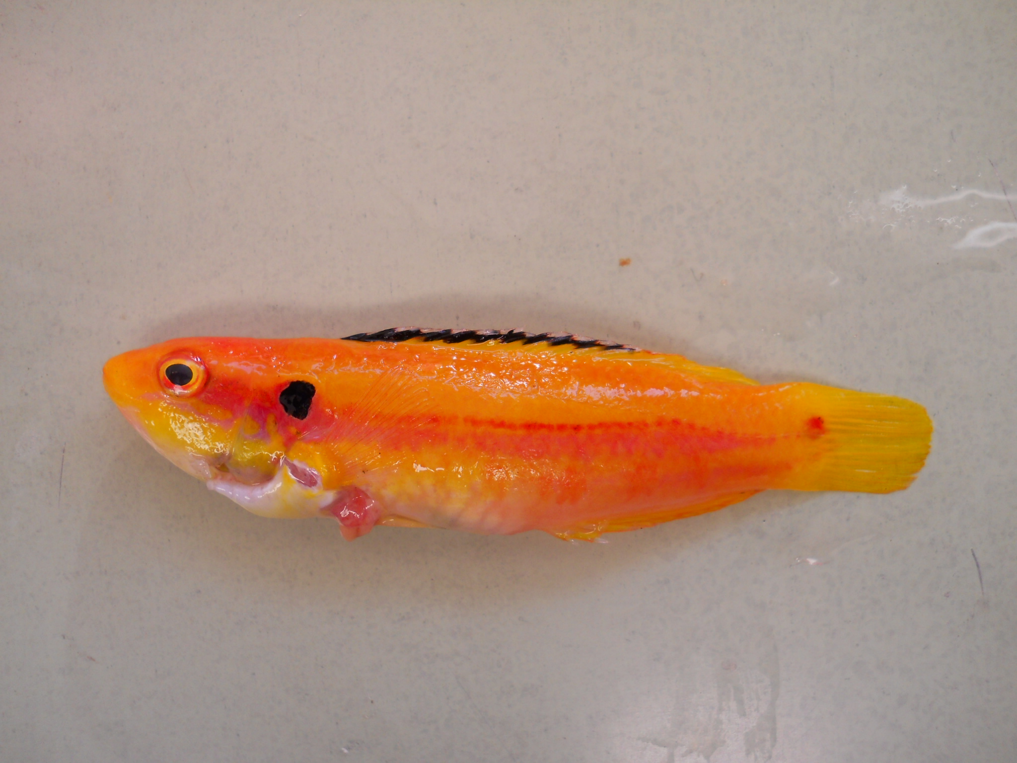 Twospot hogfish (Bodianus bimaculatus) — Labridae — 3