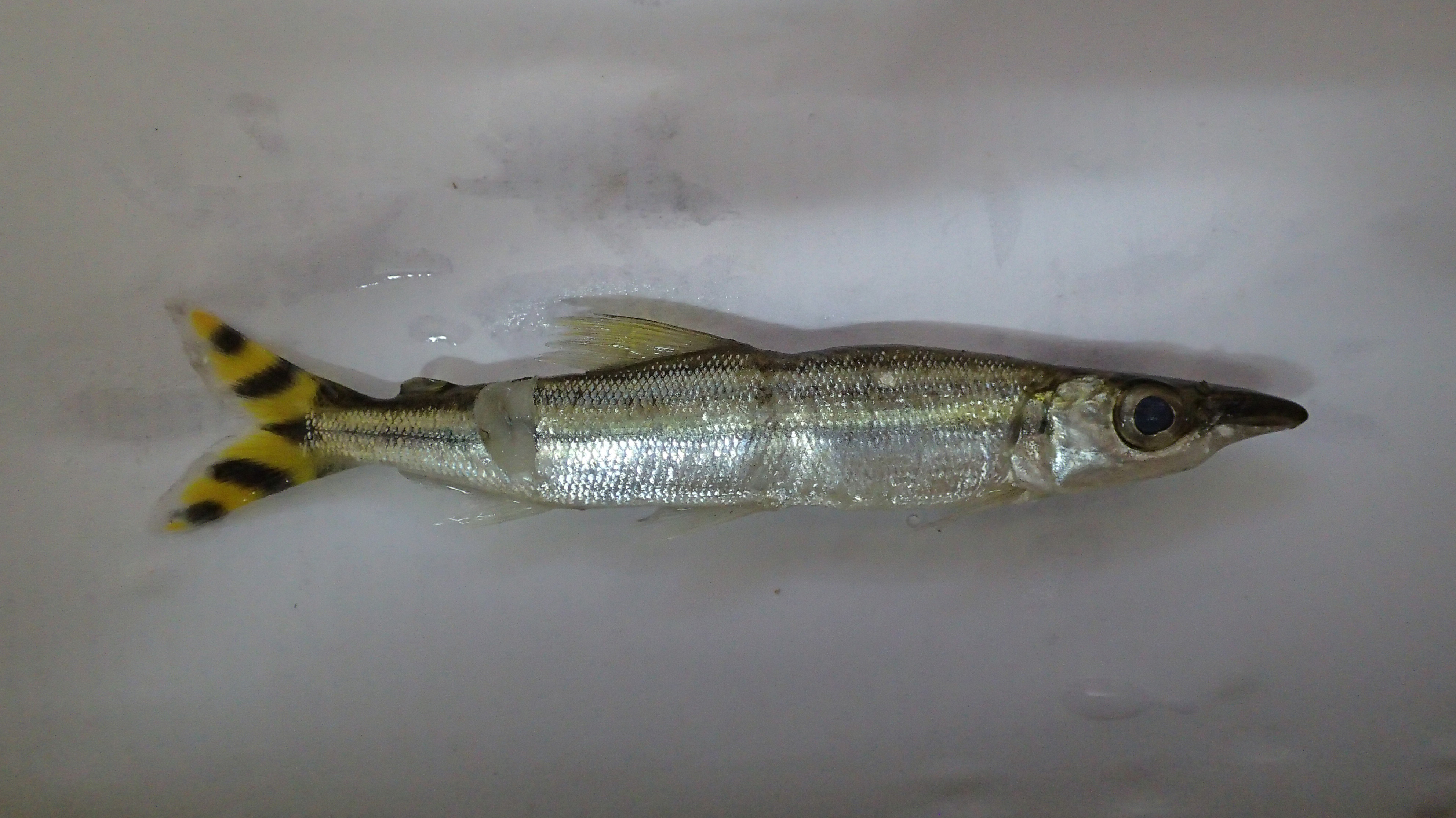 Fourline fish-eater (Ichthyborus quadrilineatus) — Distichodontidae — 2
