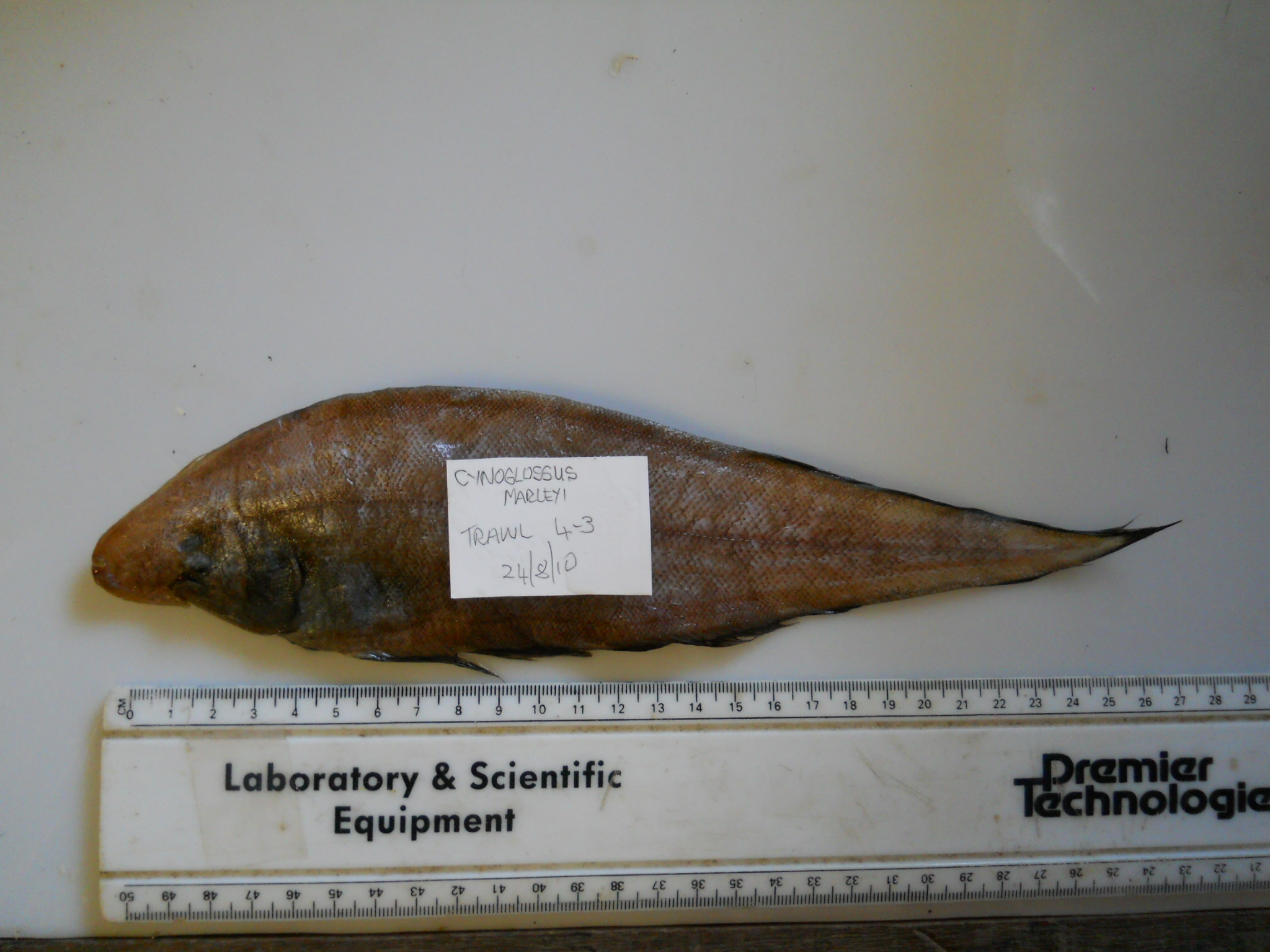 Marleys tongschar (Cynoglossus marleyi) — Cynoglossidae — 2