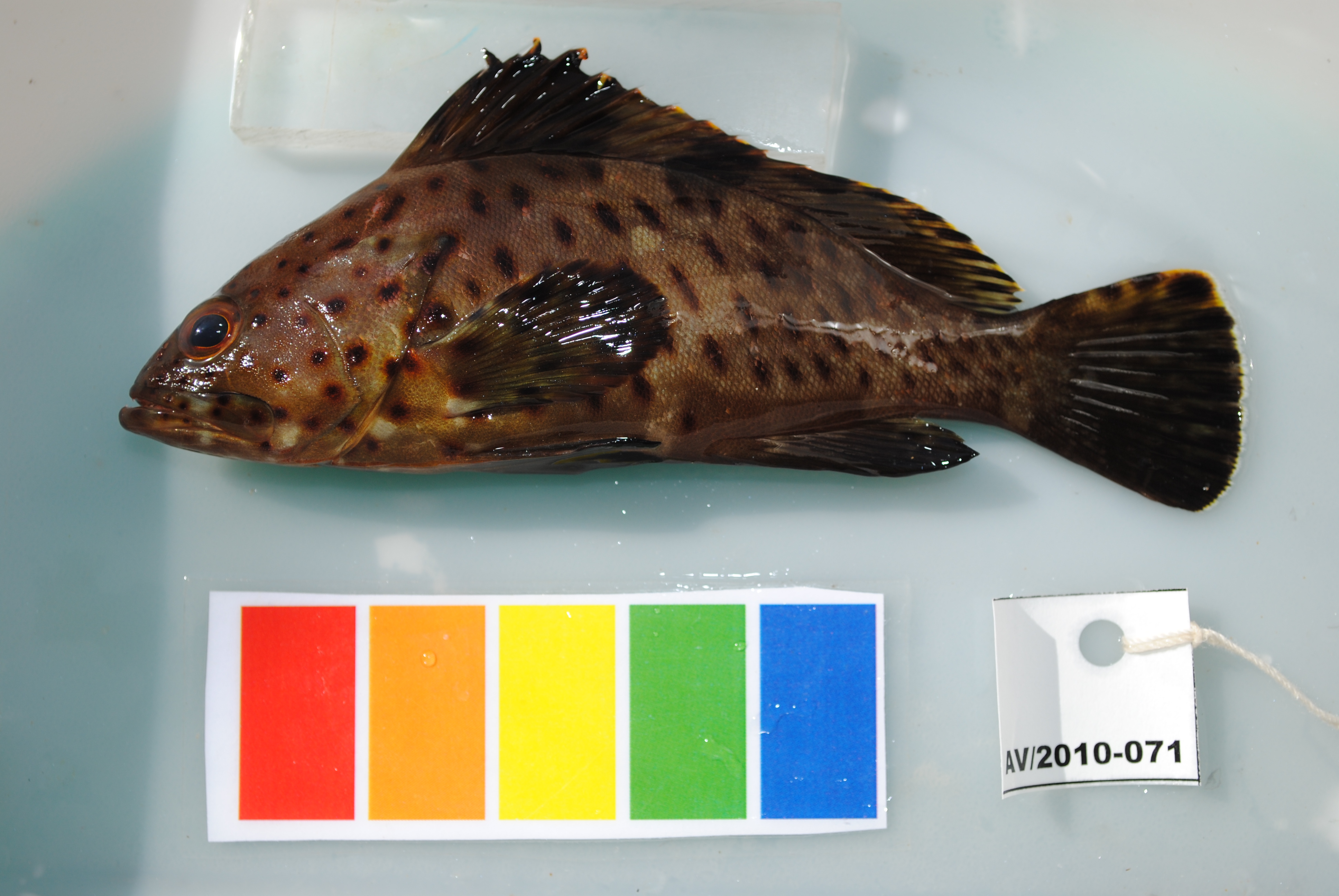 Longspine grouper (Epinephelus longispinis) — Serranidae — 3
