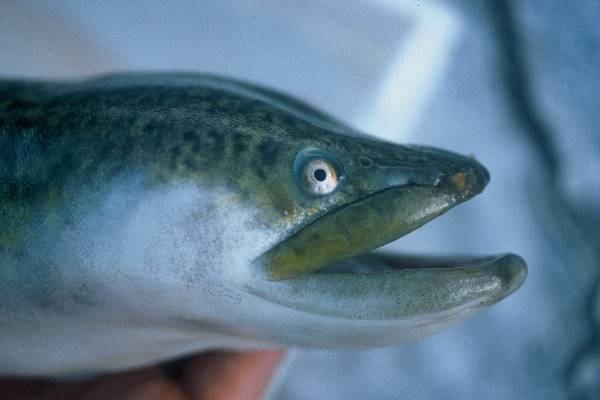 African mottled eel (Anguilla labiata) — Anguillidae — 2