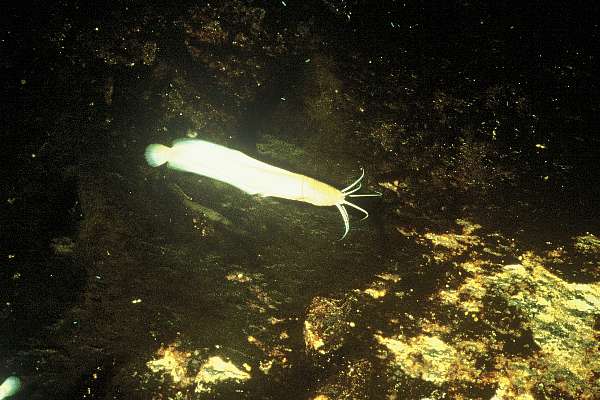 Cave catfish (Clarias cavernicola) — Clariidae — 4