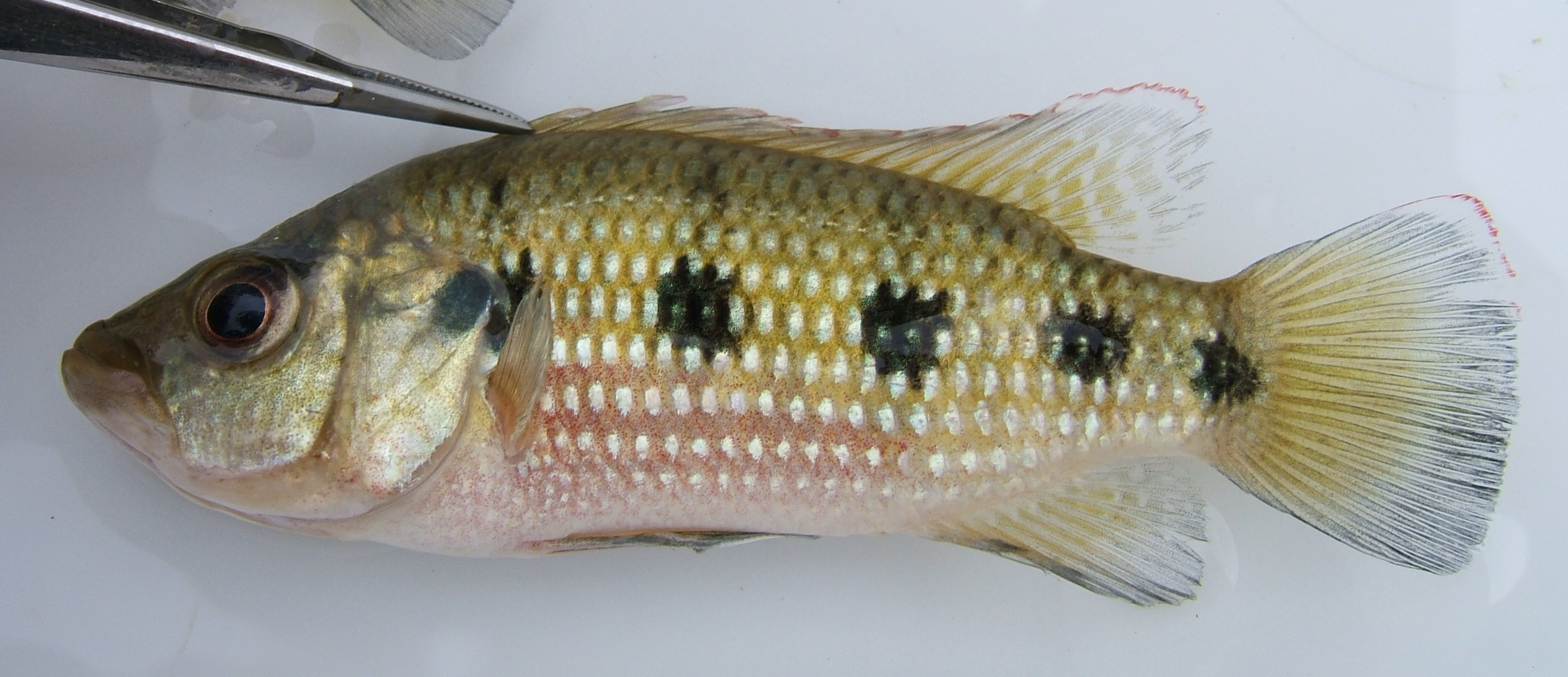 Angolan jewel cichlid (Hemichromis angolensis) — Cichlidae