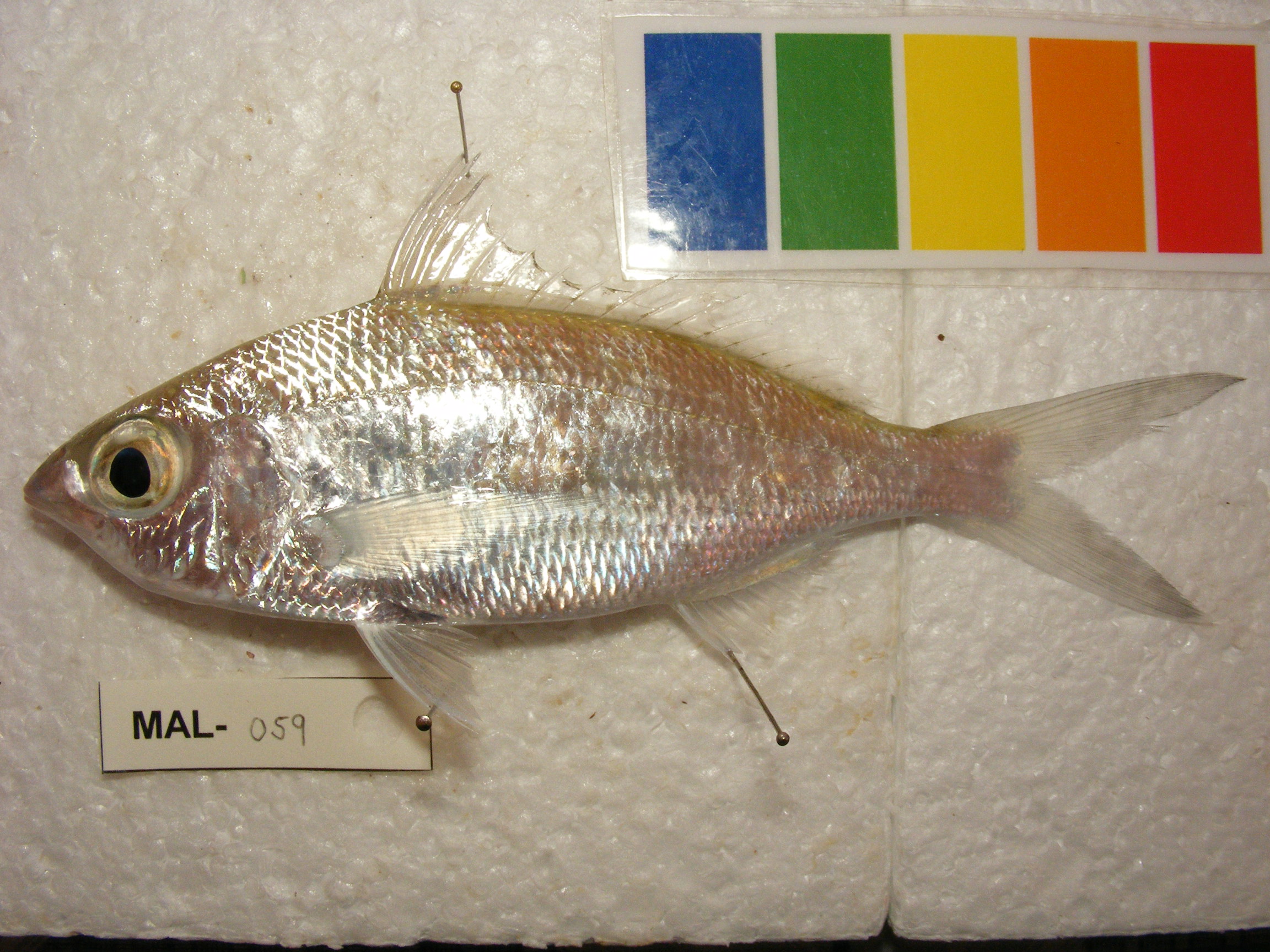 Langwerpige mojarra (Gerres oblongus) — Gerreidae — 3
