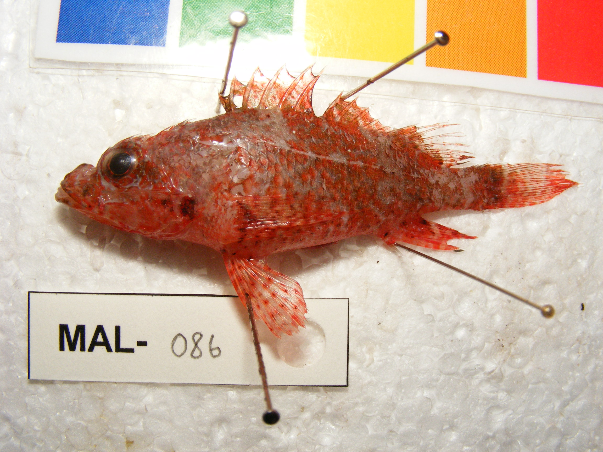 Albay scorpionfish (Scorpaenodes albaiensis) — Scorpaenidae — 5