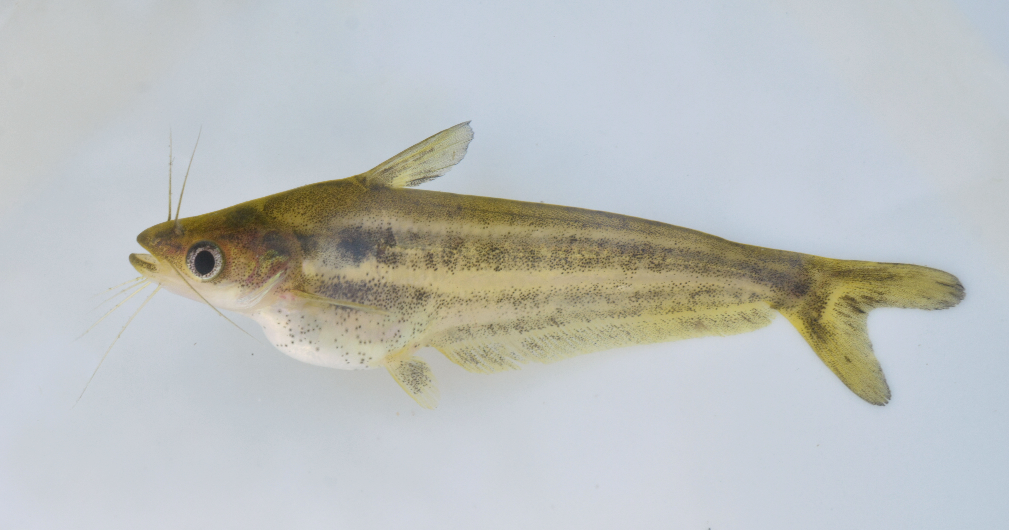 Silver catfish (Schilbe intermedius) — Schilbeidae — 3