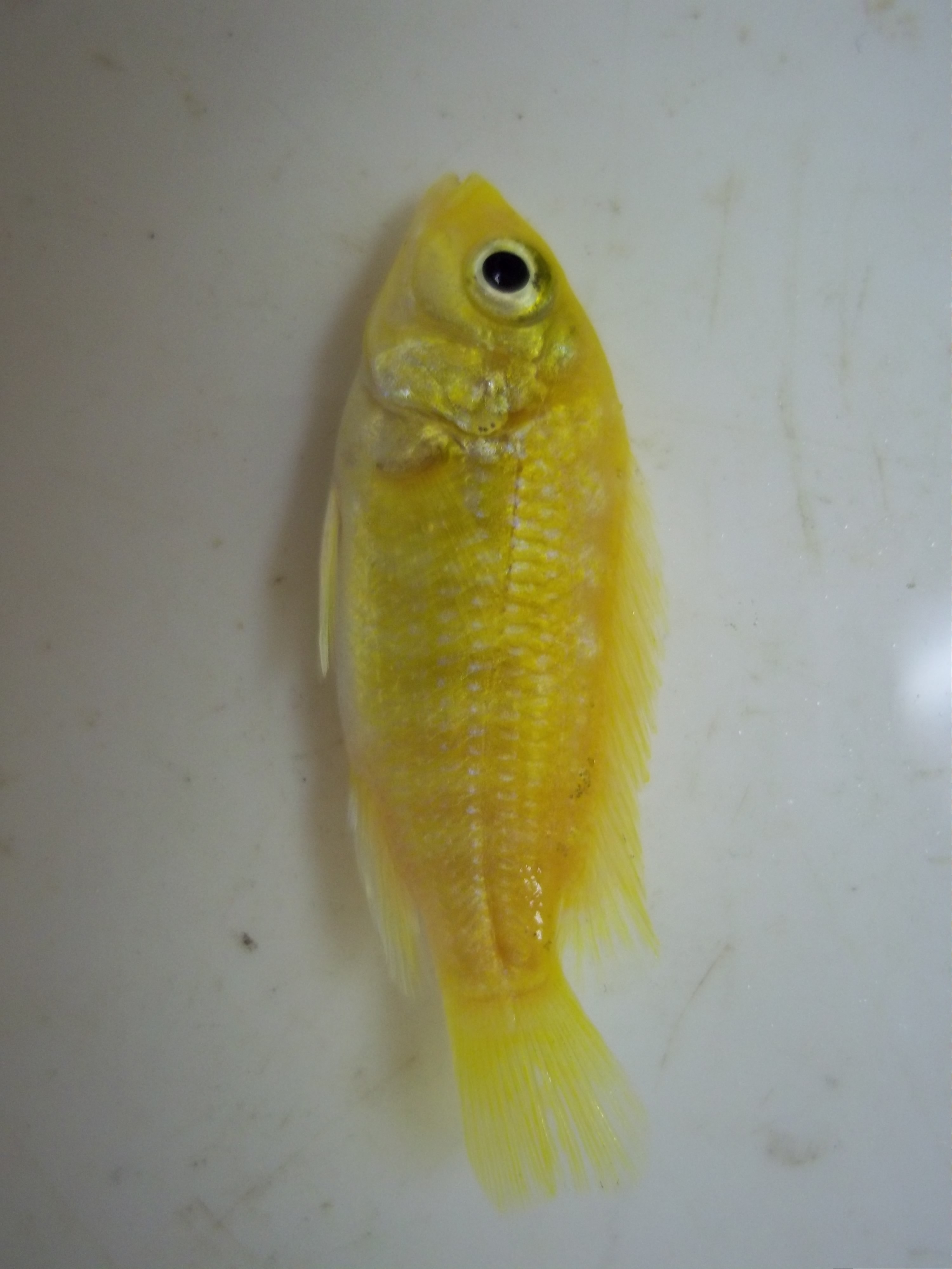 Electric yellow cichlid (Labidochromis caeruleus) — Cichlidae — 2