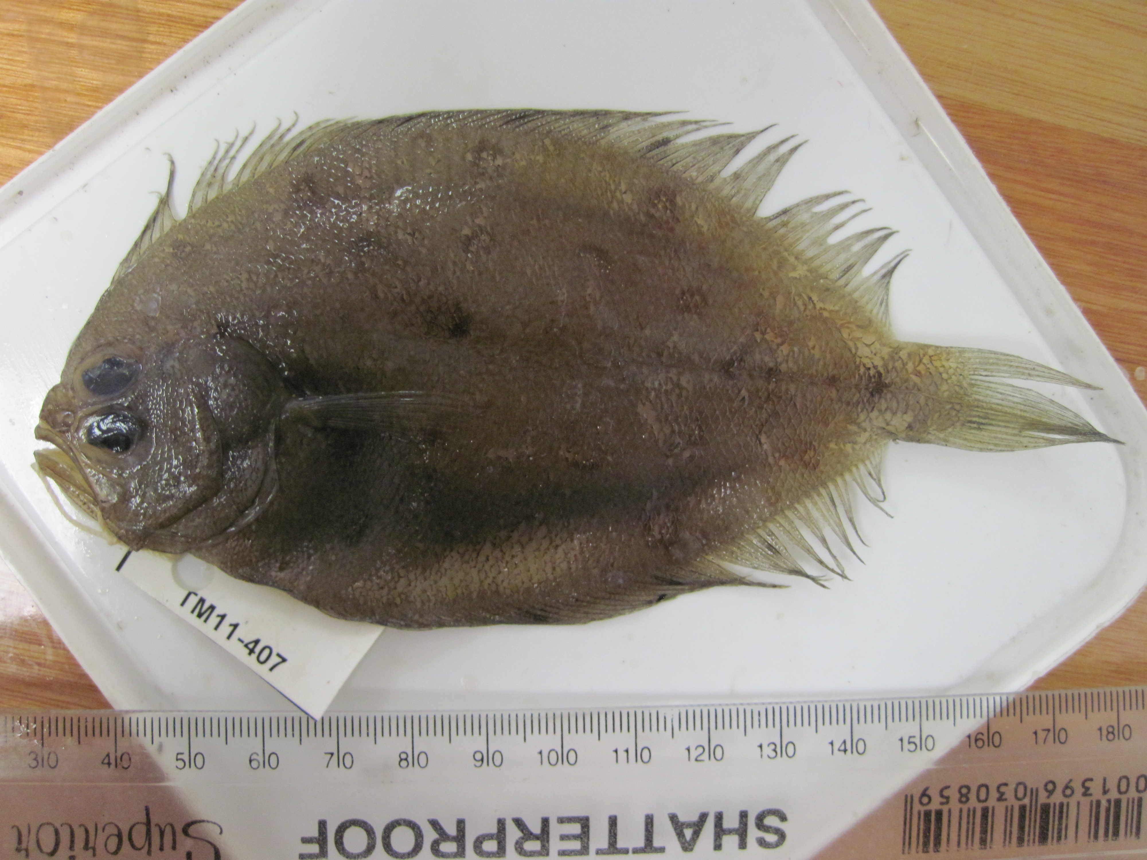 Diepe bot (Pseudorhombus elevatus) — Paralichthyidae — 3