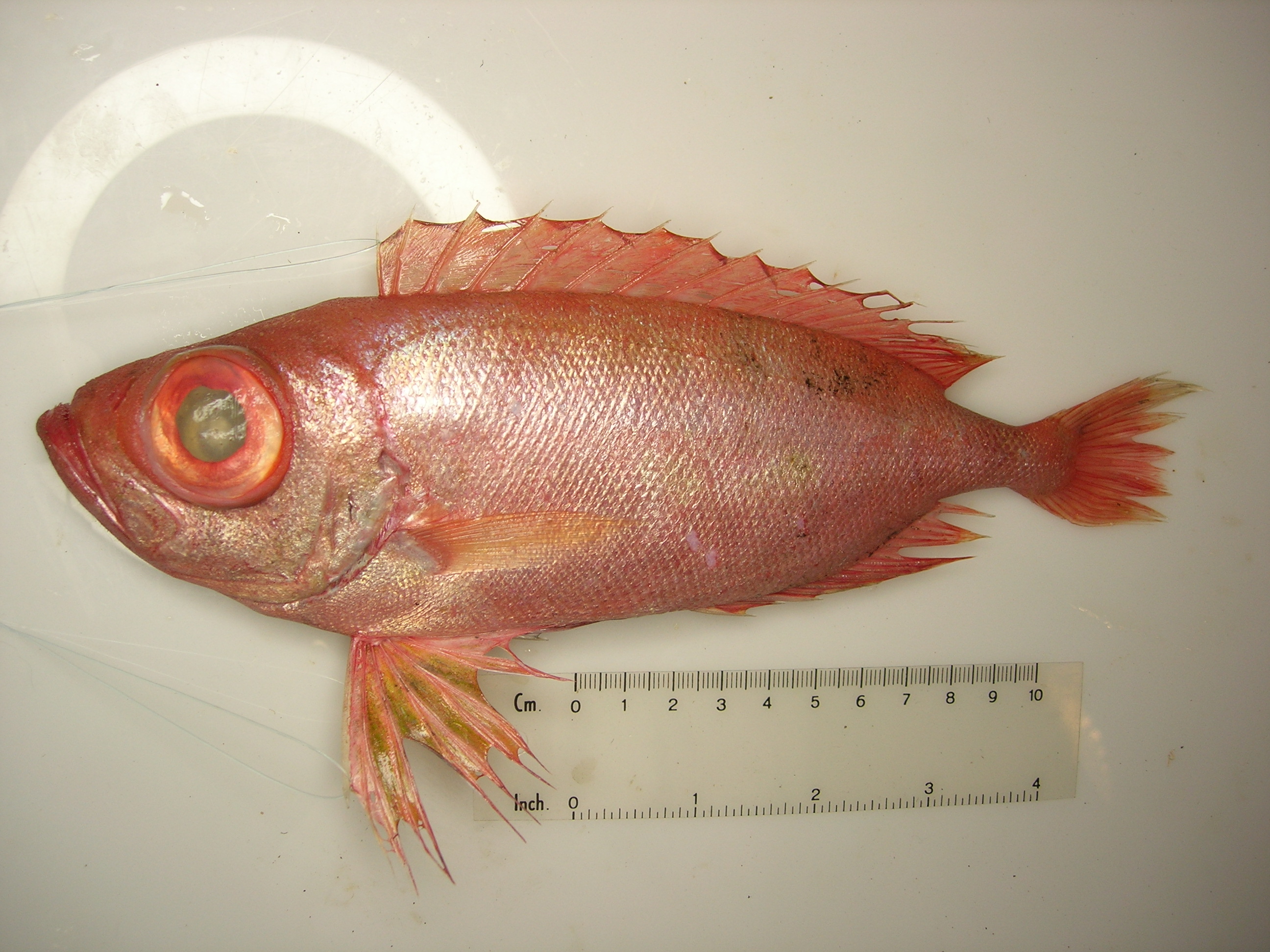 Deepsea bigeye (Priacanthus fitchi) — Priacanthidae — 5