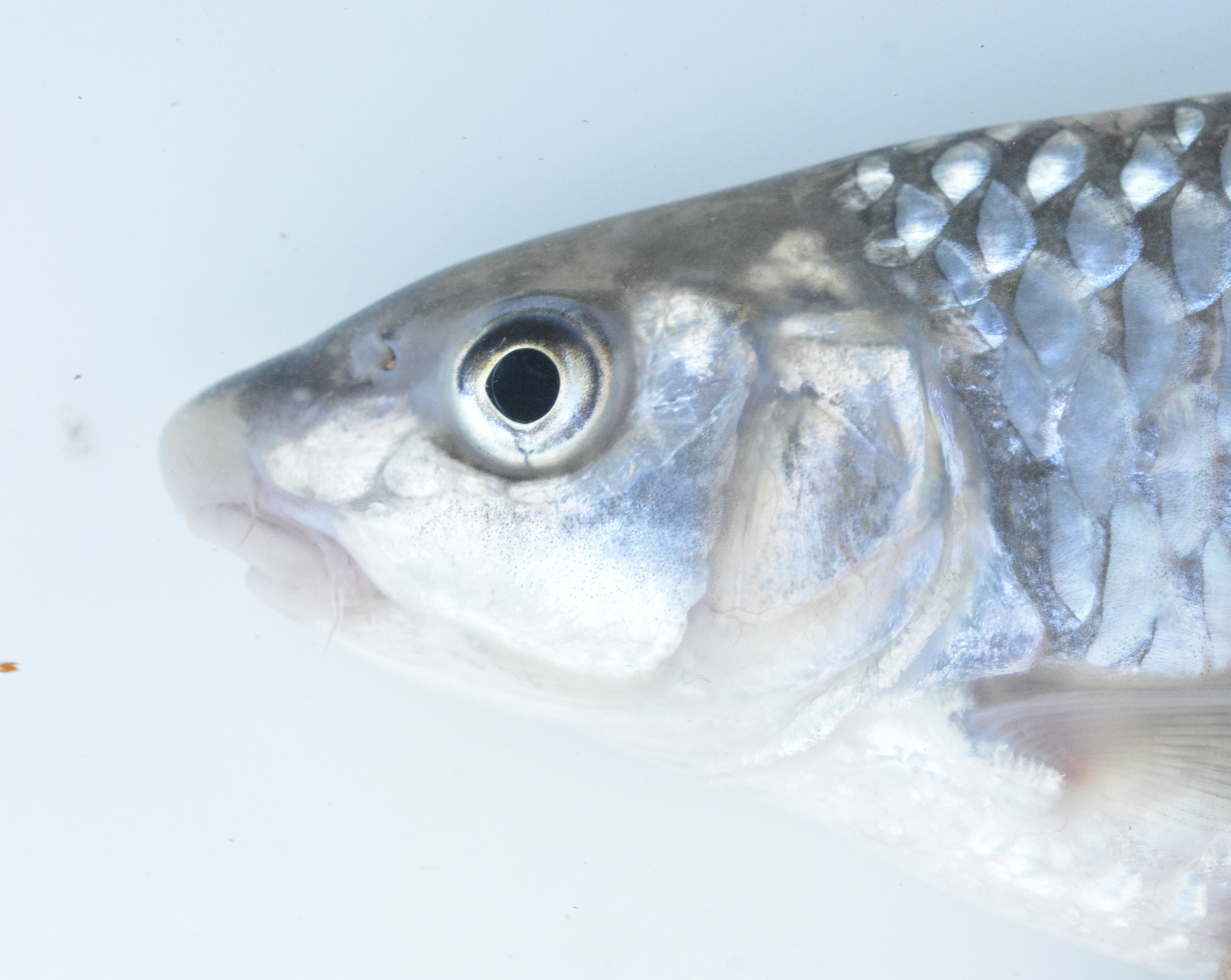 Upper Zambezi yellowfish (Labeobarbus codringtonii) — Cyprinidae — 3