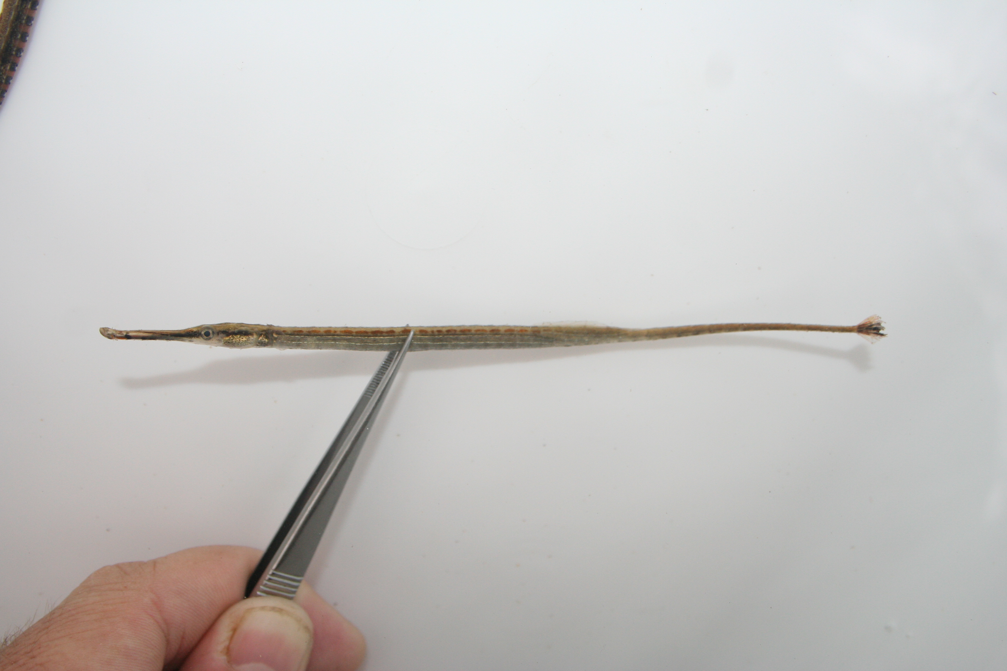 African freshwater pipefish (Microphis aculeatus) — Syngnathidae — 2