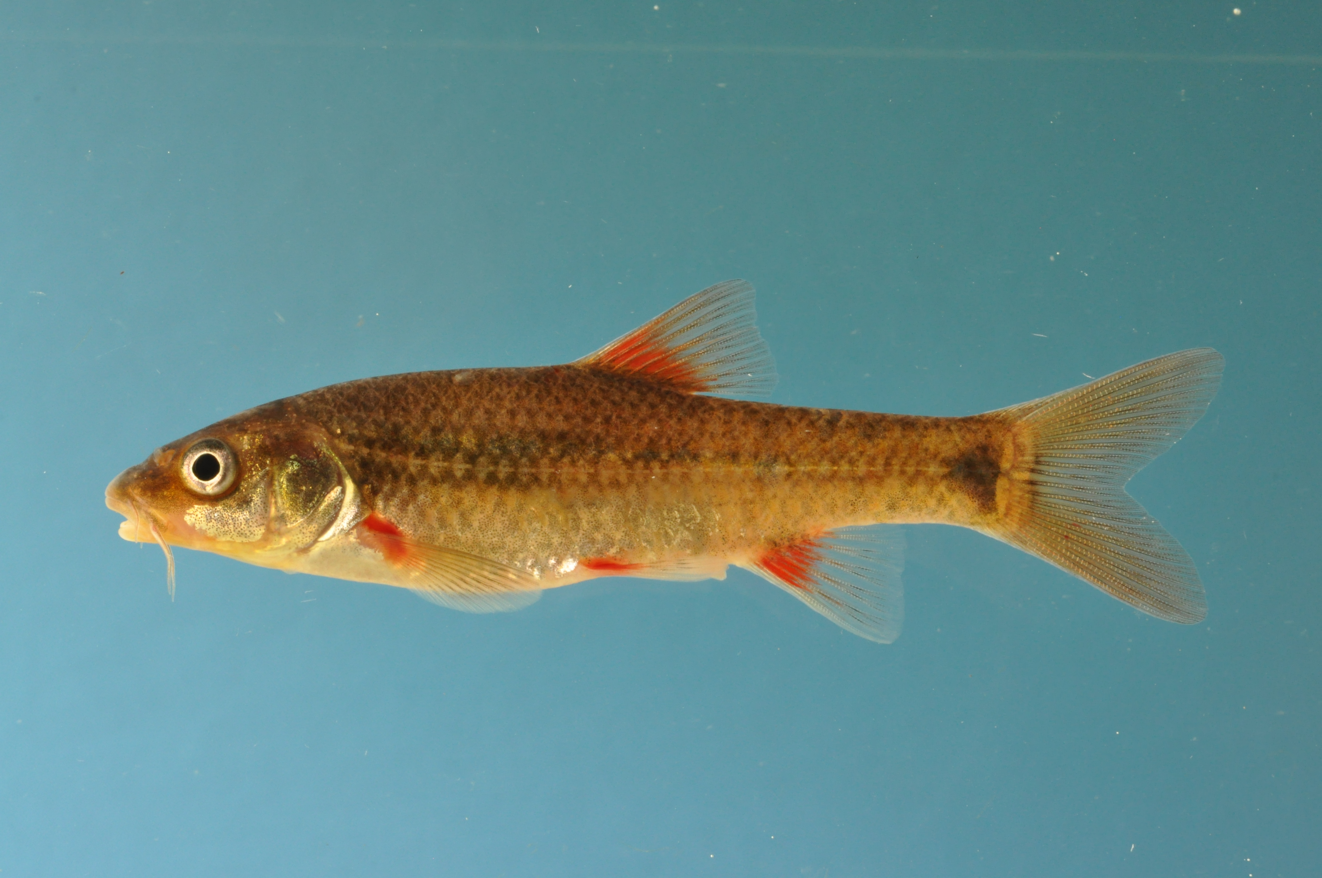 Breede redfin (Pseudobarbus burchelli) — Cyprinidae — 2