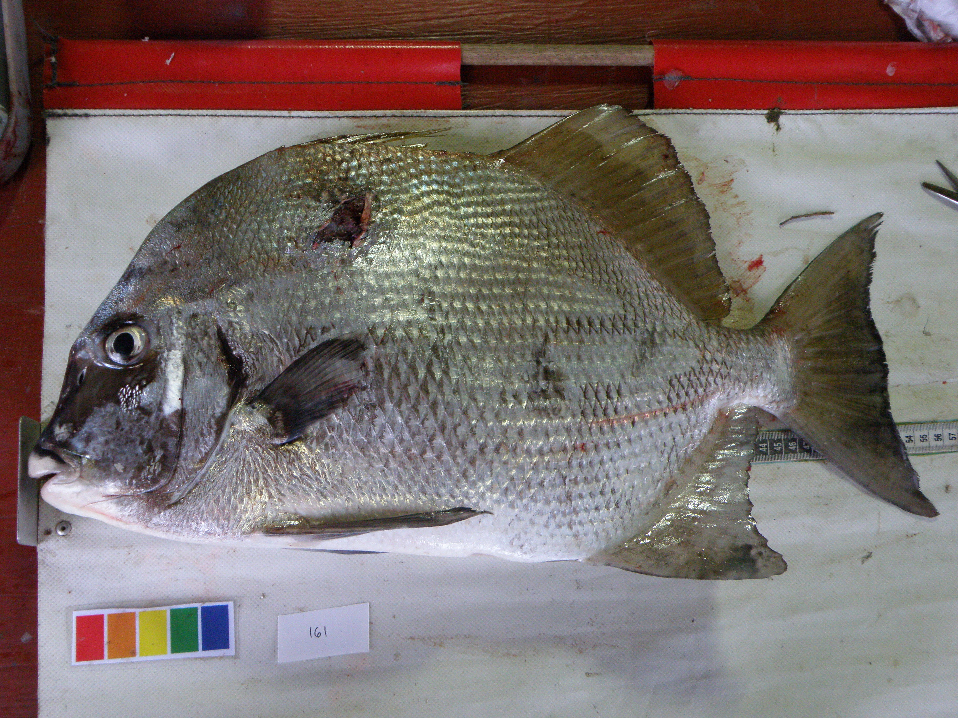 African spadefish (Tripterodon orbis) — Ephippidae — 3