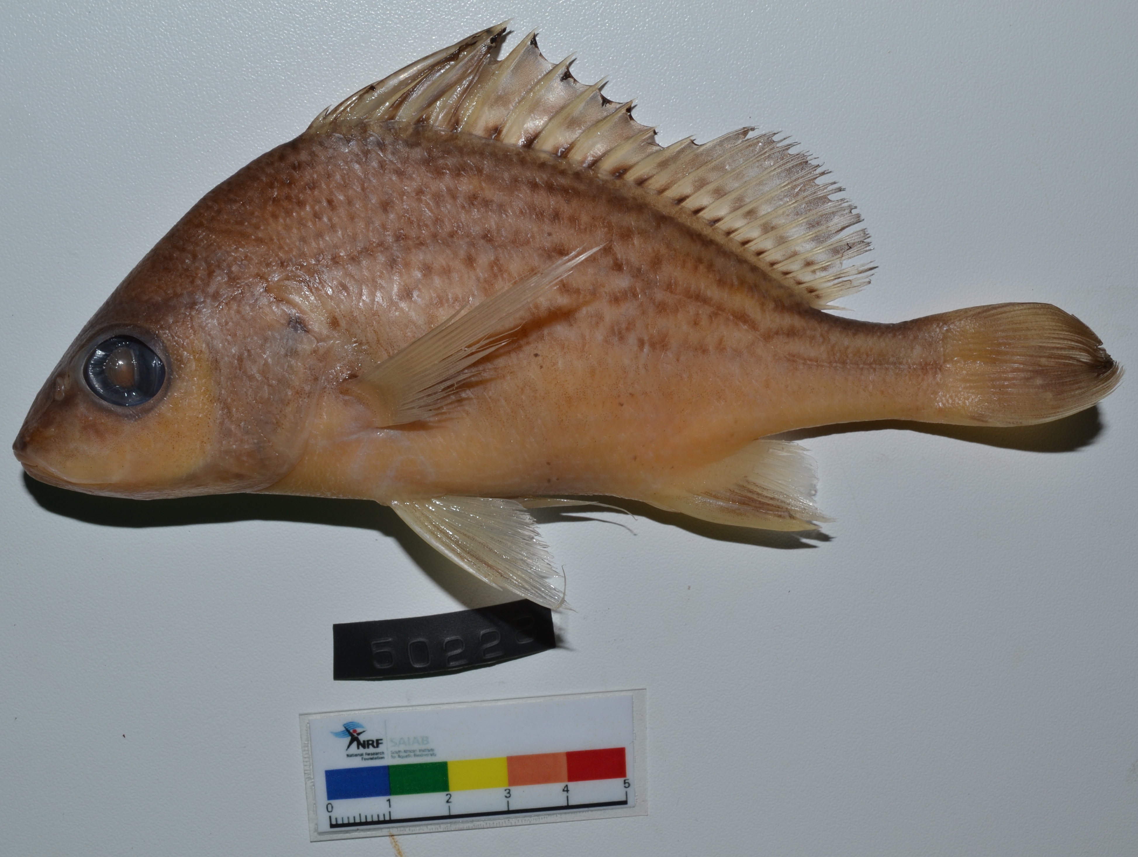 Cock grunter (Pomadasys multimaculatus) — Haemulidae — 3