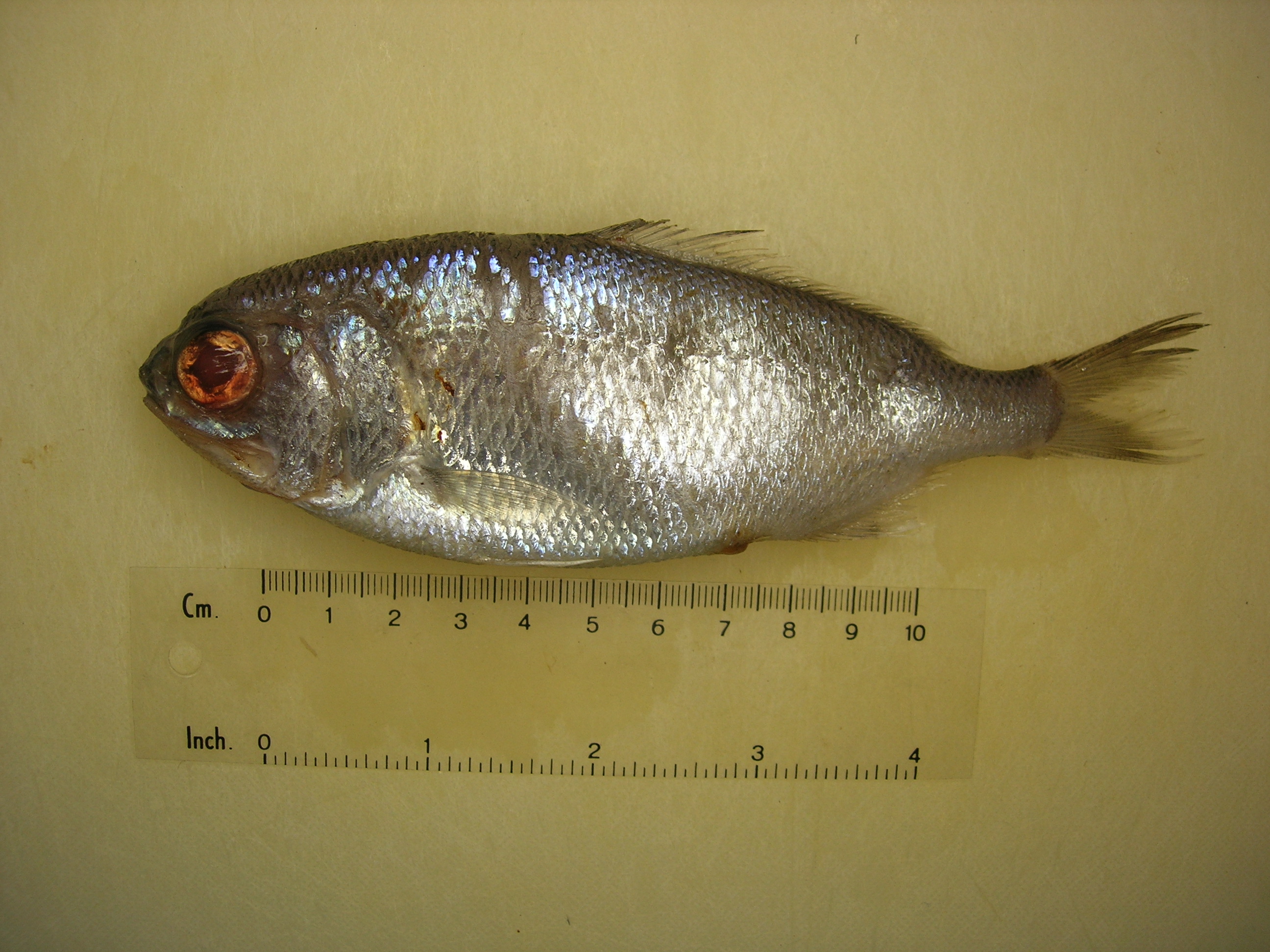 Beardfish (Polymixia berndti) — Polymixiidae — 4