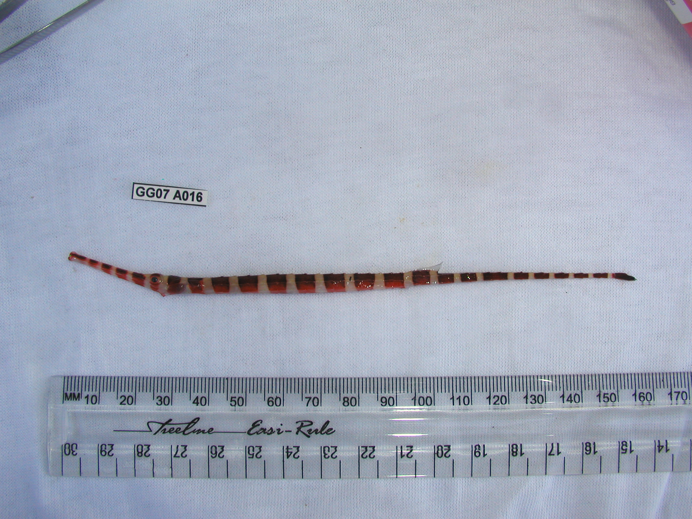 Broad-banded pipefish (Dunckerocampus boylei) — Syngnathidae — 2
