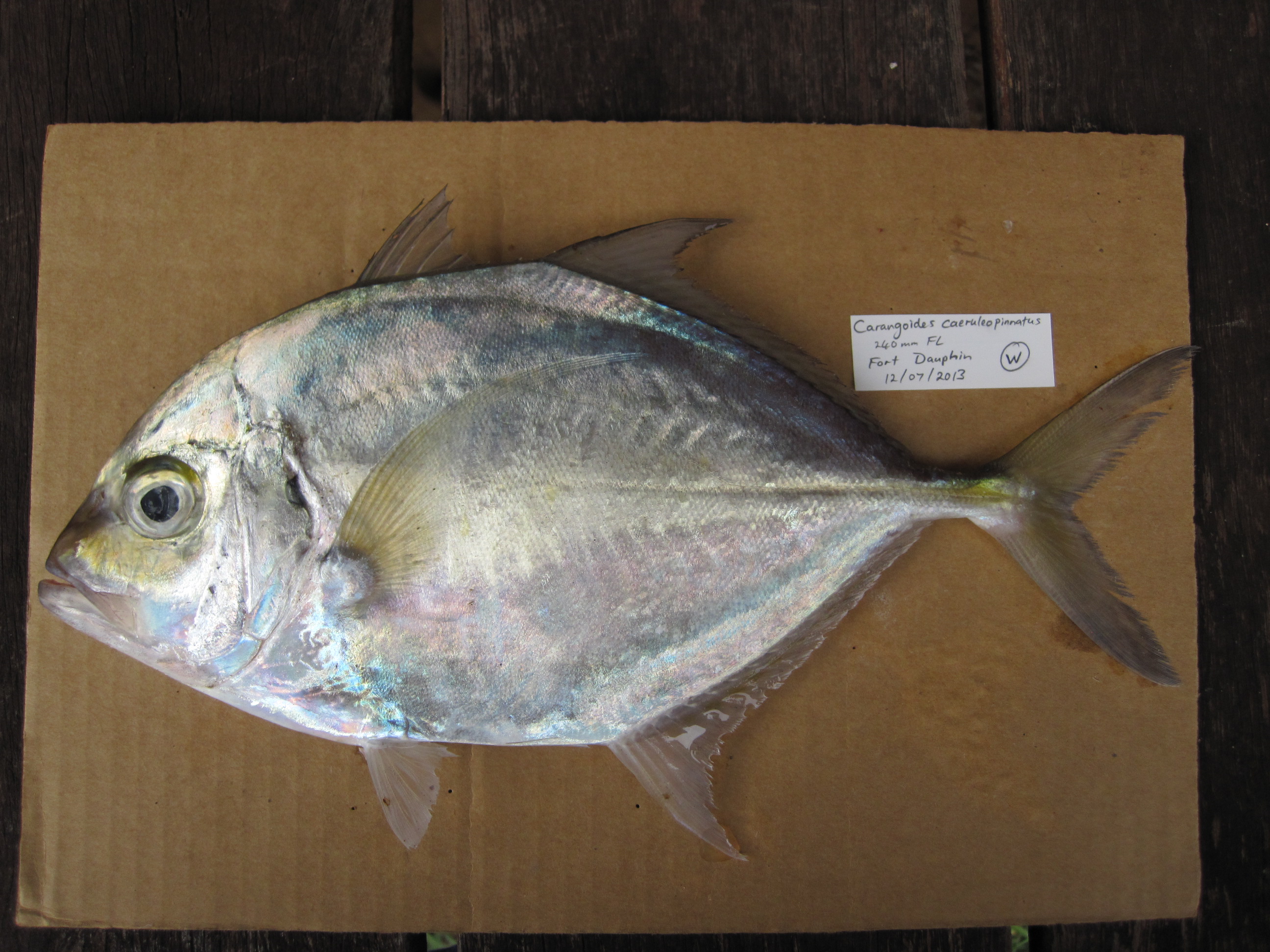 Coastal trevally (Carangoides coeruleopinnatus) — Carangidae