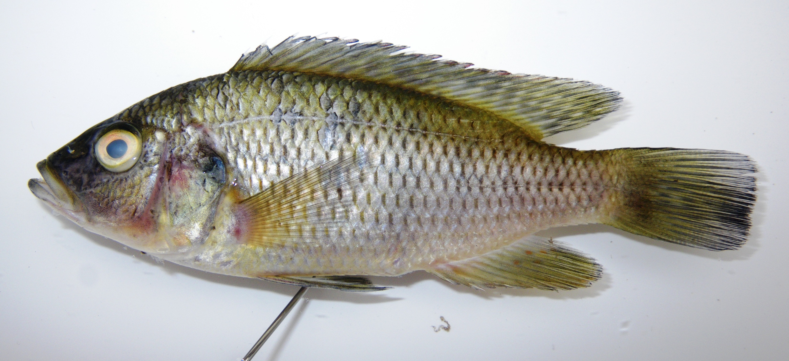 Green Bream photo 3