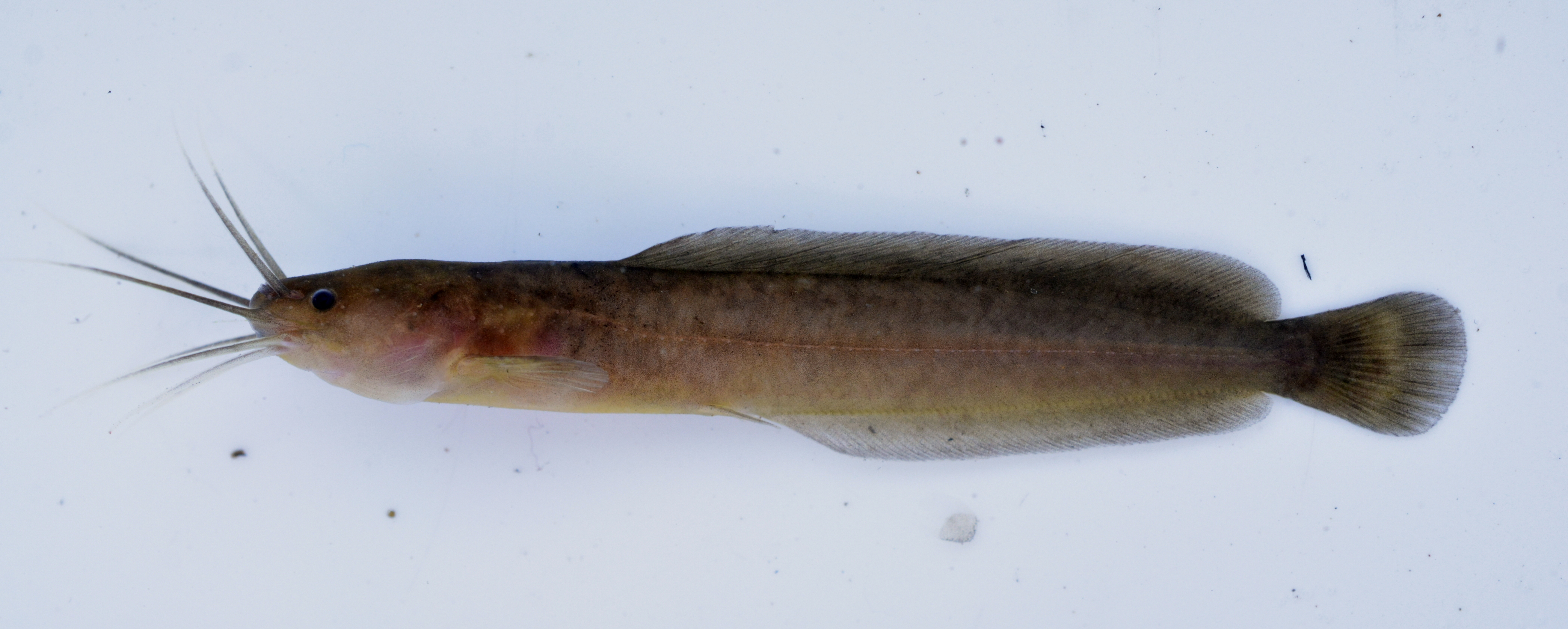 Gladkop-meerval (Clarias liocephalus) — Clariidae — 2
