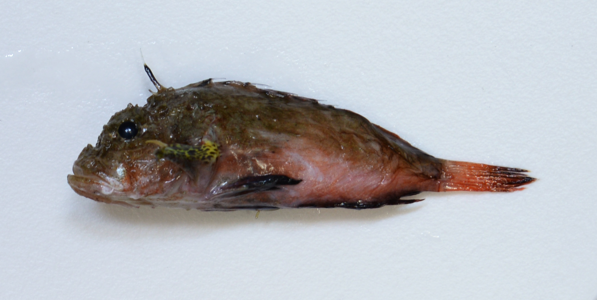 Onestick stingfish (Minous coccineus) — Synanceiidae — 4