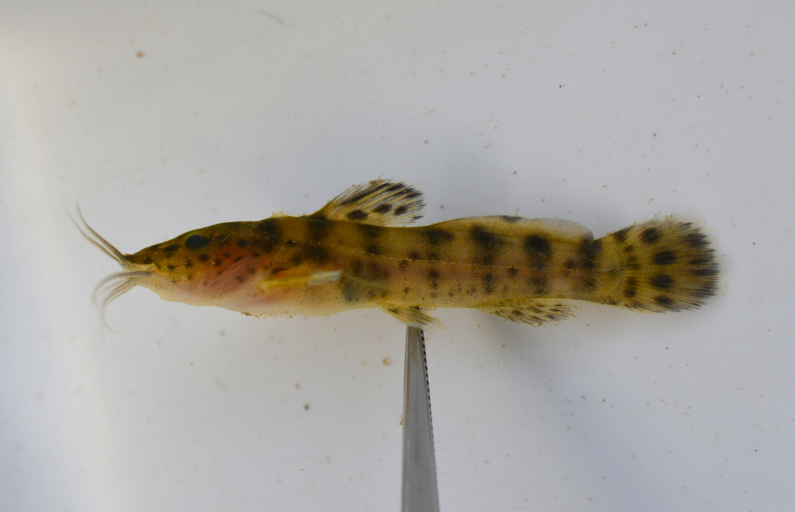 Zambezi grunter (Parauchenoglanis ngamensis) — Claroteidae — 4