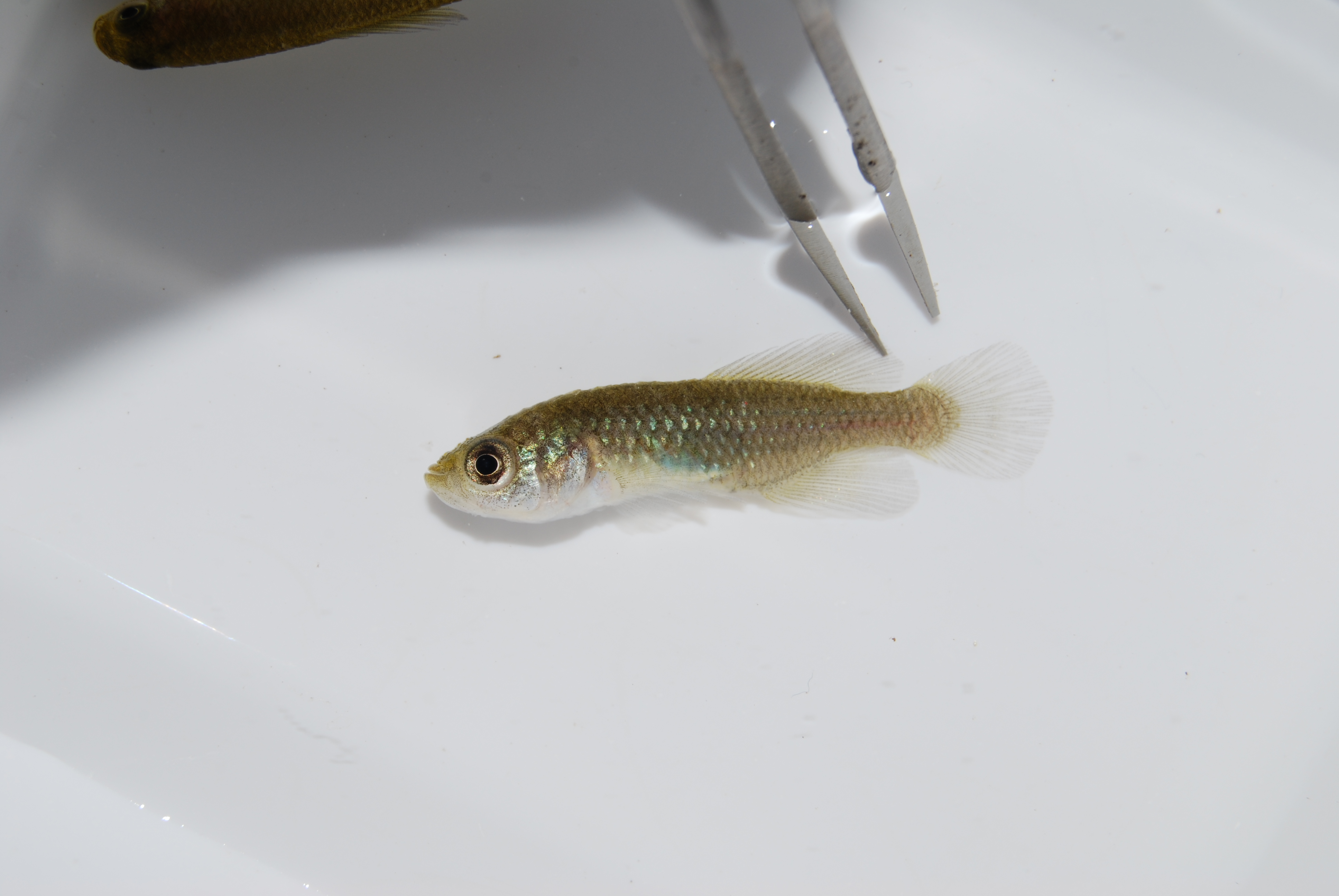 Rosenstock's nothobranch (Nothobranchius rosenstocki) — Nothobranchiidae