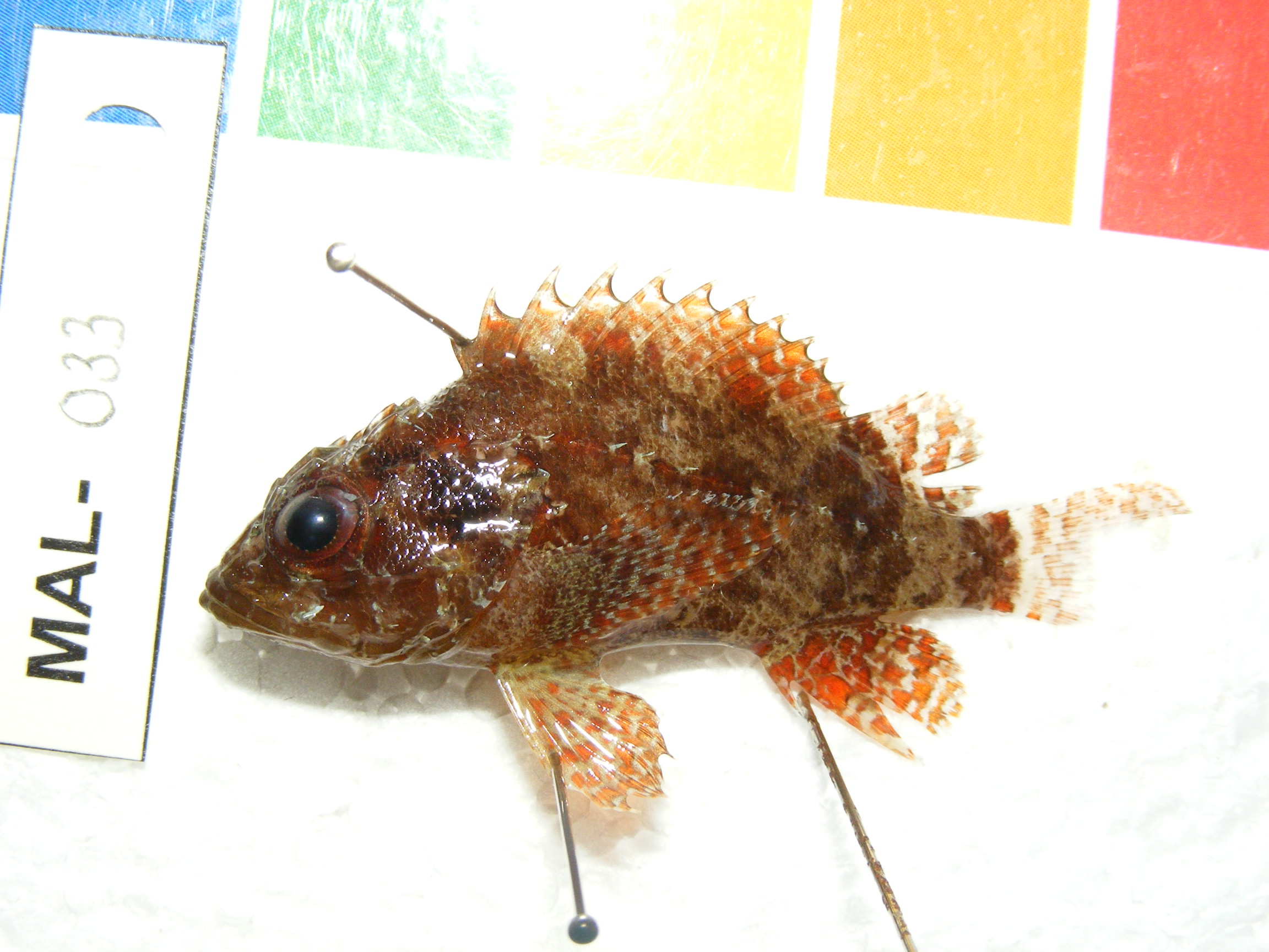 Kellogg's scorpionfish (Scorpaenodes kelloggi) — Scorpaenidae — 2