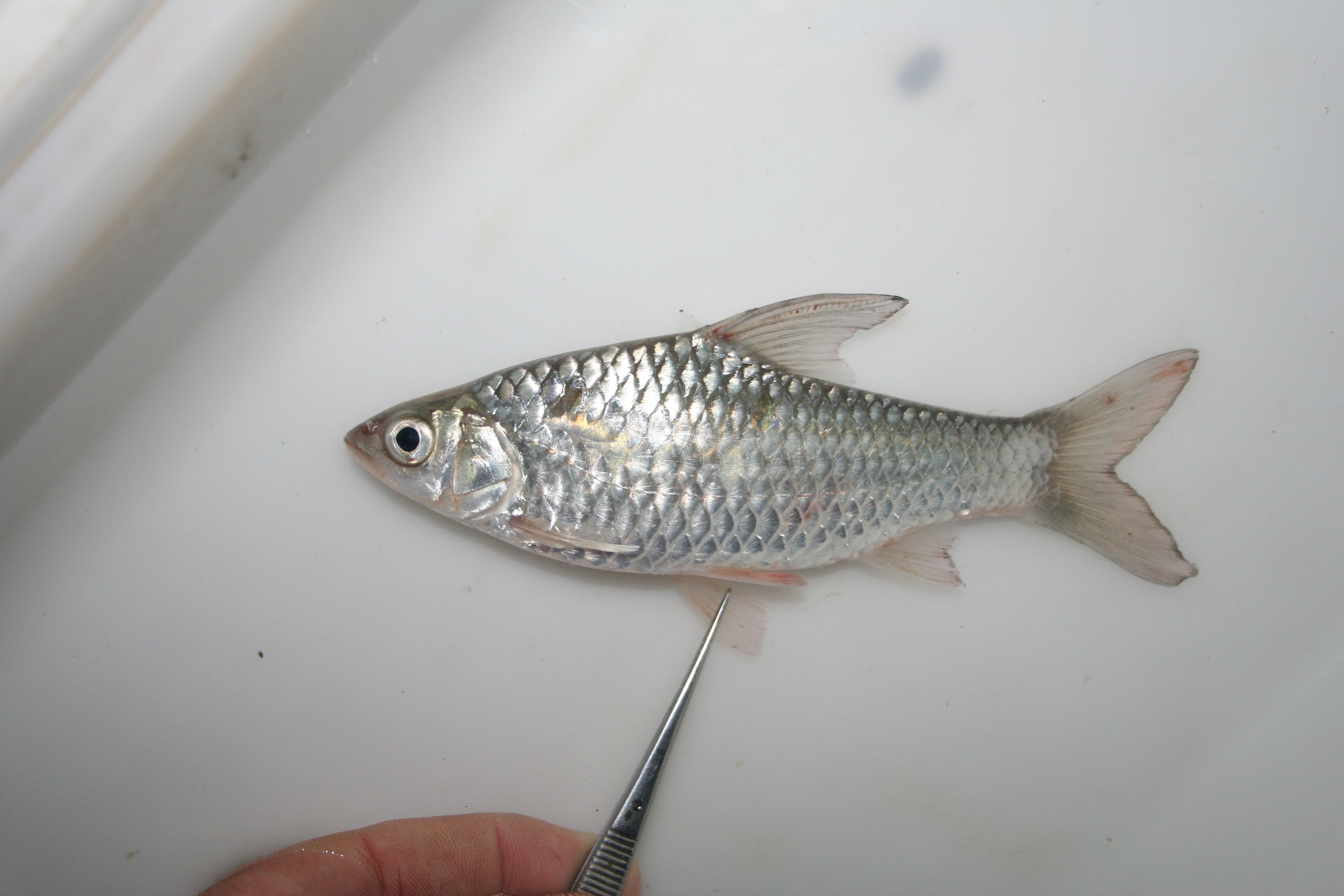 Silver barb (Enteromius argenteus) — Cyprinidae — 4