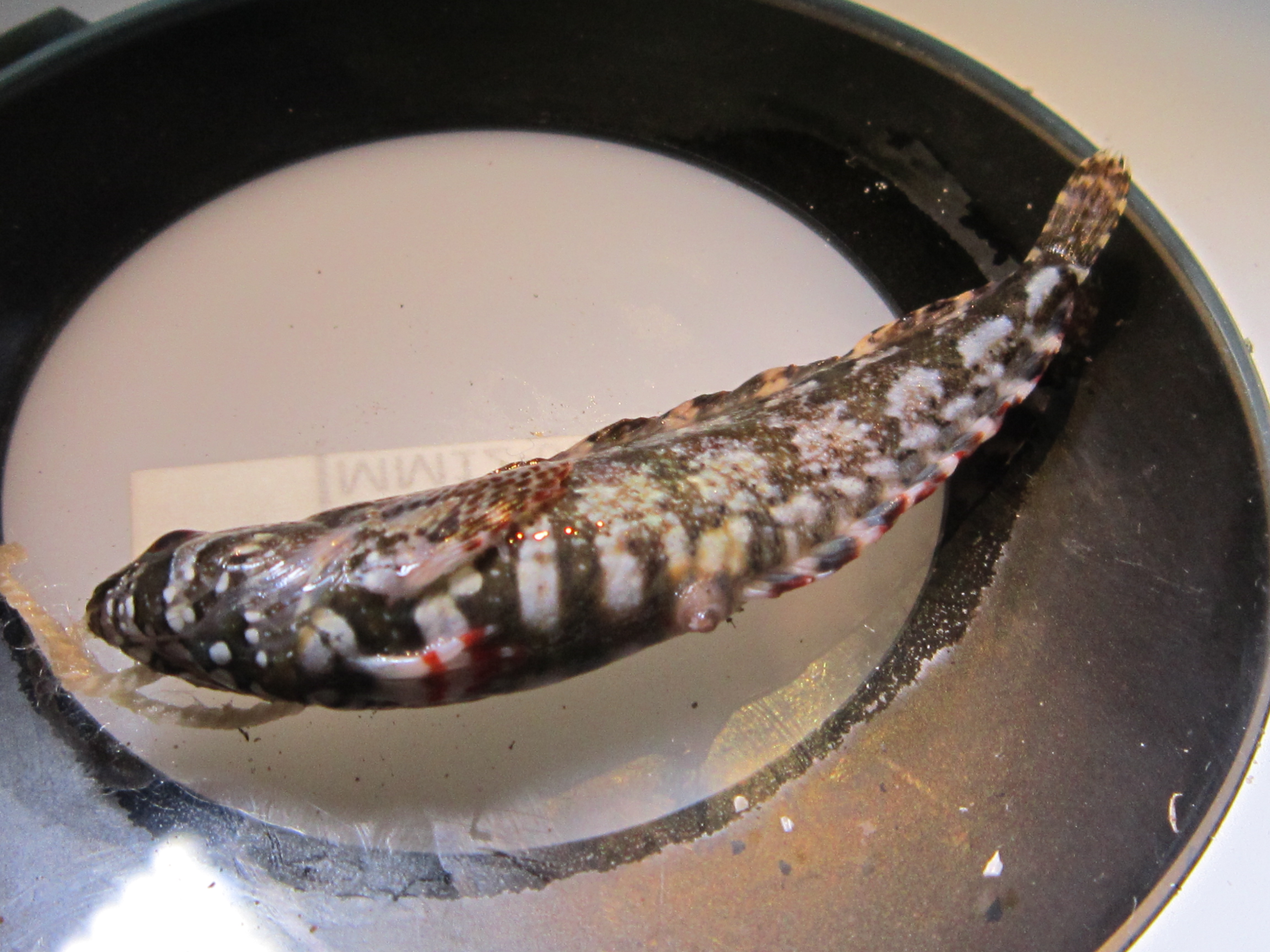 Lace klipfish (Blennioclinus brachycephalus) — Clinidae — 2