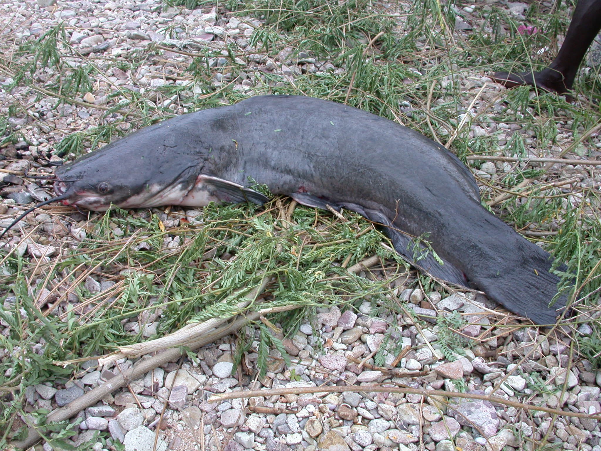 Tanganyika deepwater catfish (Dinotopterus cunningtoni) — Clariidae