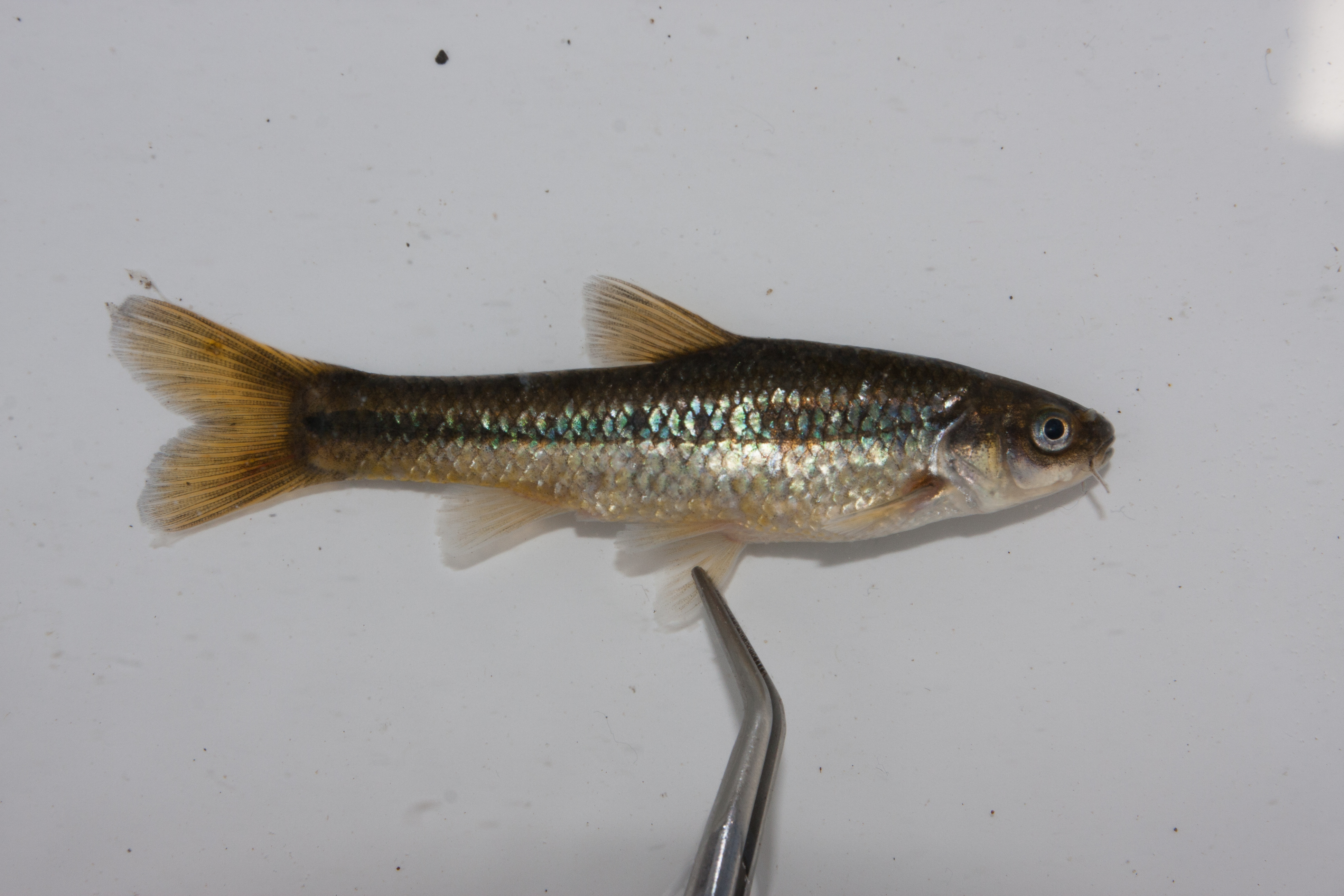 Chubbyhead barb (Enteromius anoplus) — Cyprinidae — 2