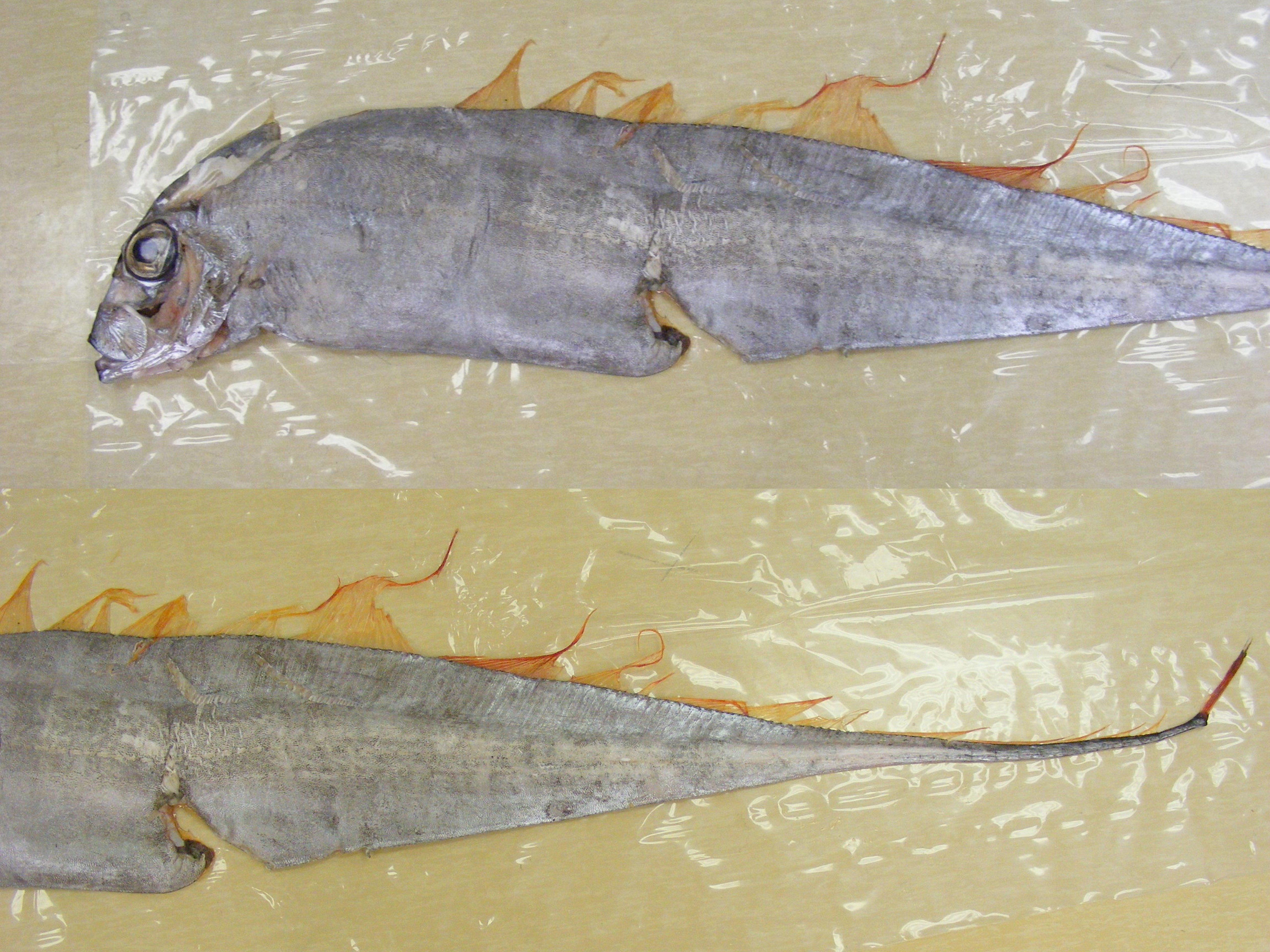 Deal fish (Trachipterus trachypterus) — Trachipteridae — 2