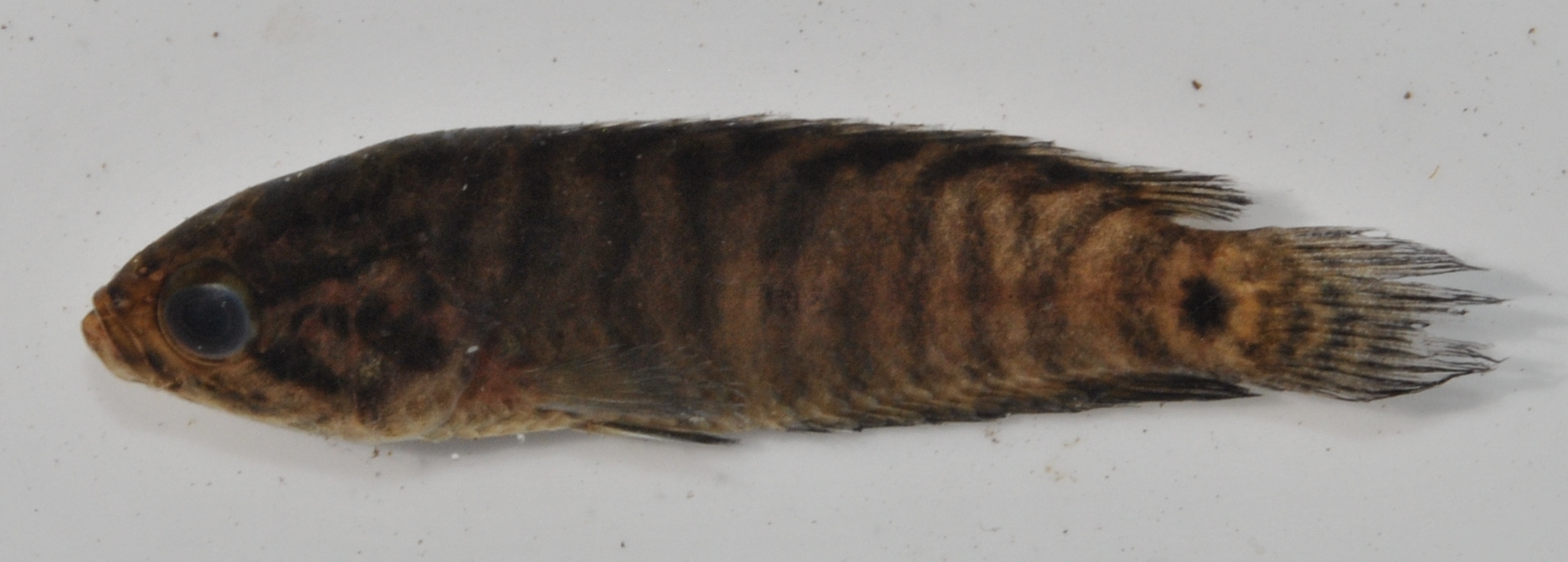 Blackspot climbing perch (Microctenopoma intermedium) — Anabantidae — 4