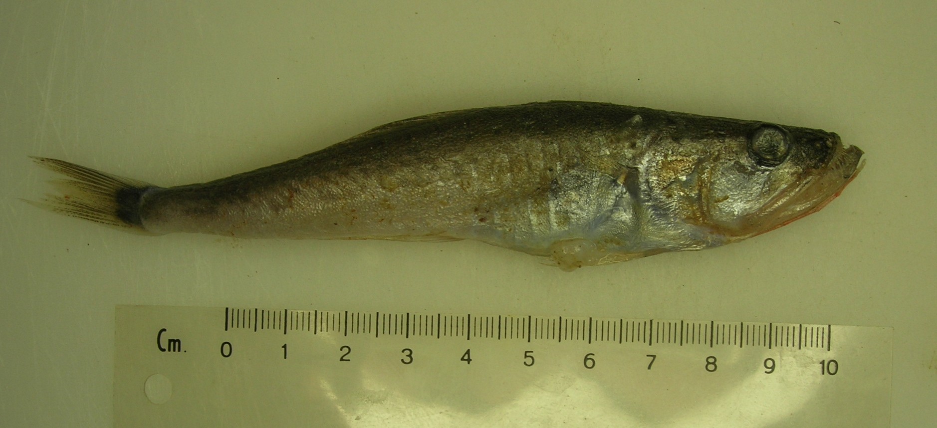 Gaper (Champsodon capensis) — Champsodontidae — 2