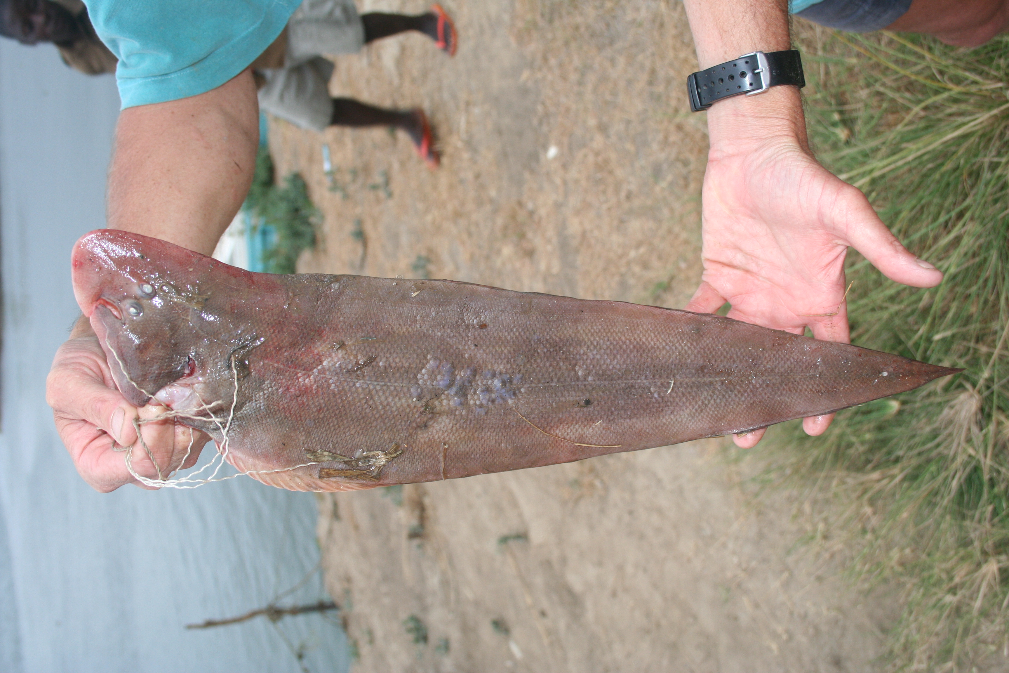 Nigerian tonguesole (Cynoglossus browni) — Cynoglossidae