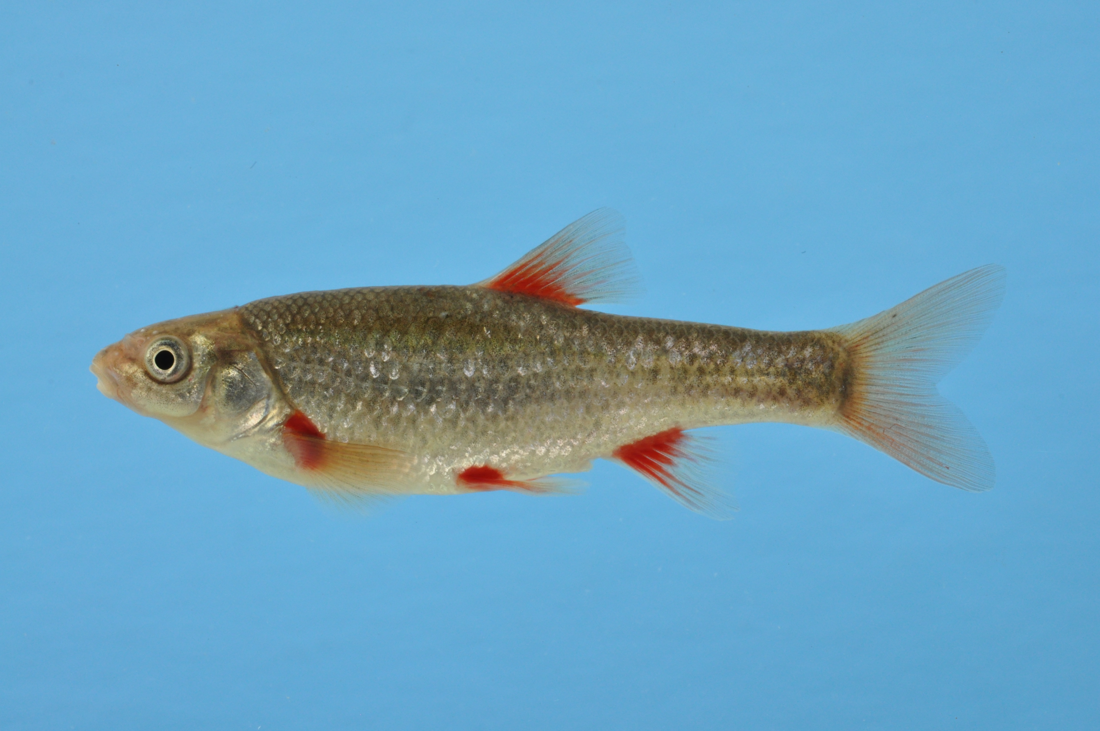 Gedrongen roodvin (Pseudobarbus asper) — Cyprinidae