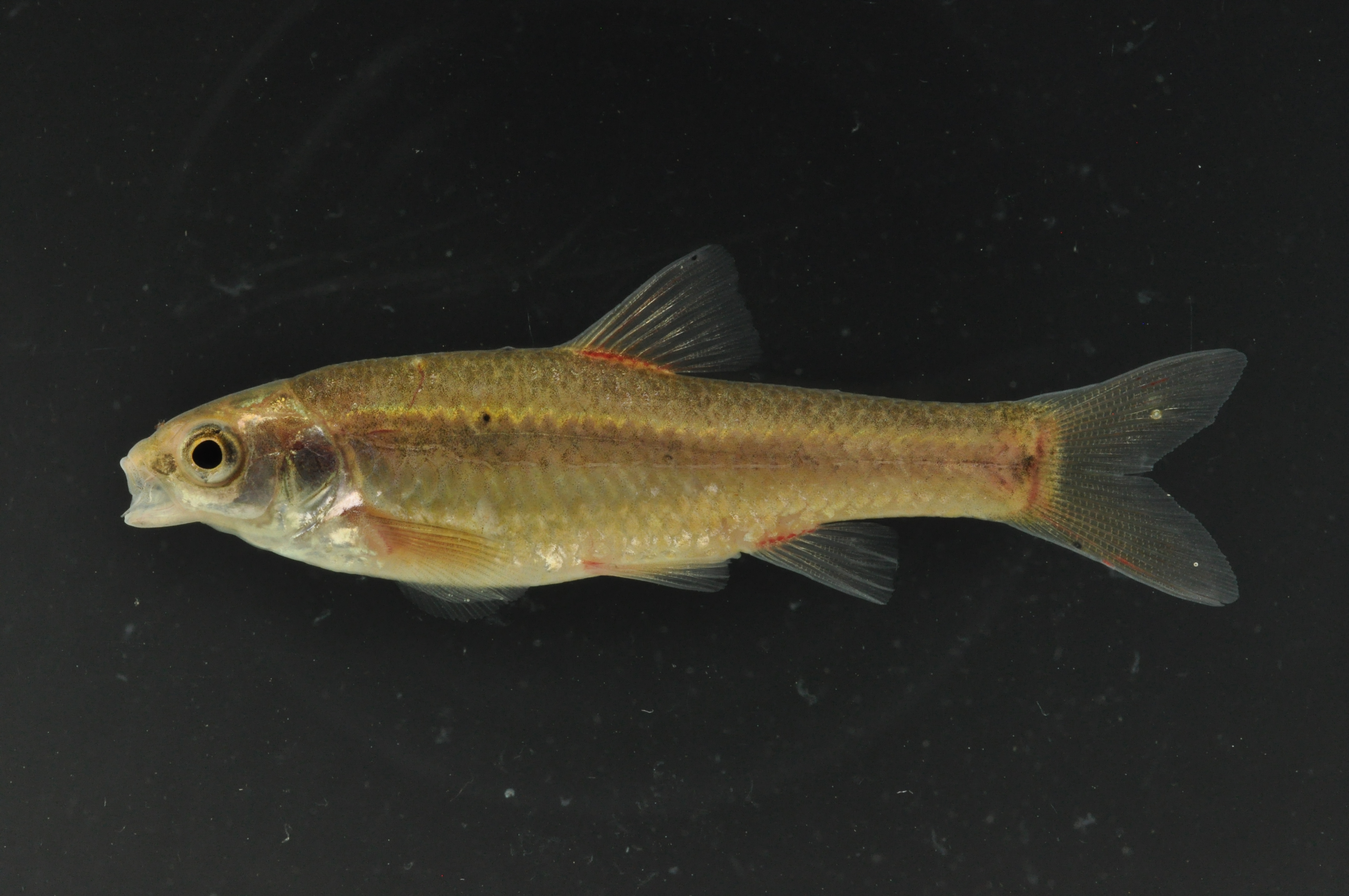 Chubbyhead barb (Enteromius anoplus) — Cyprinidae — 3
