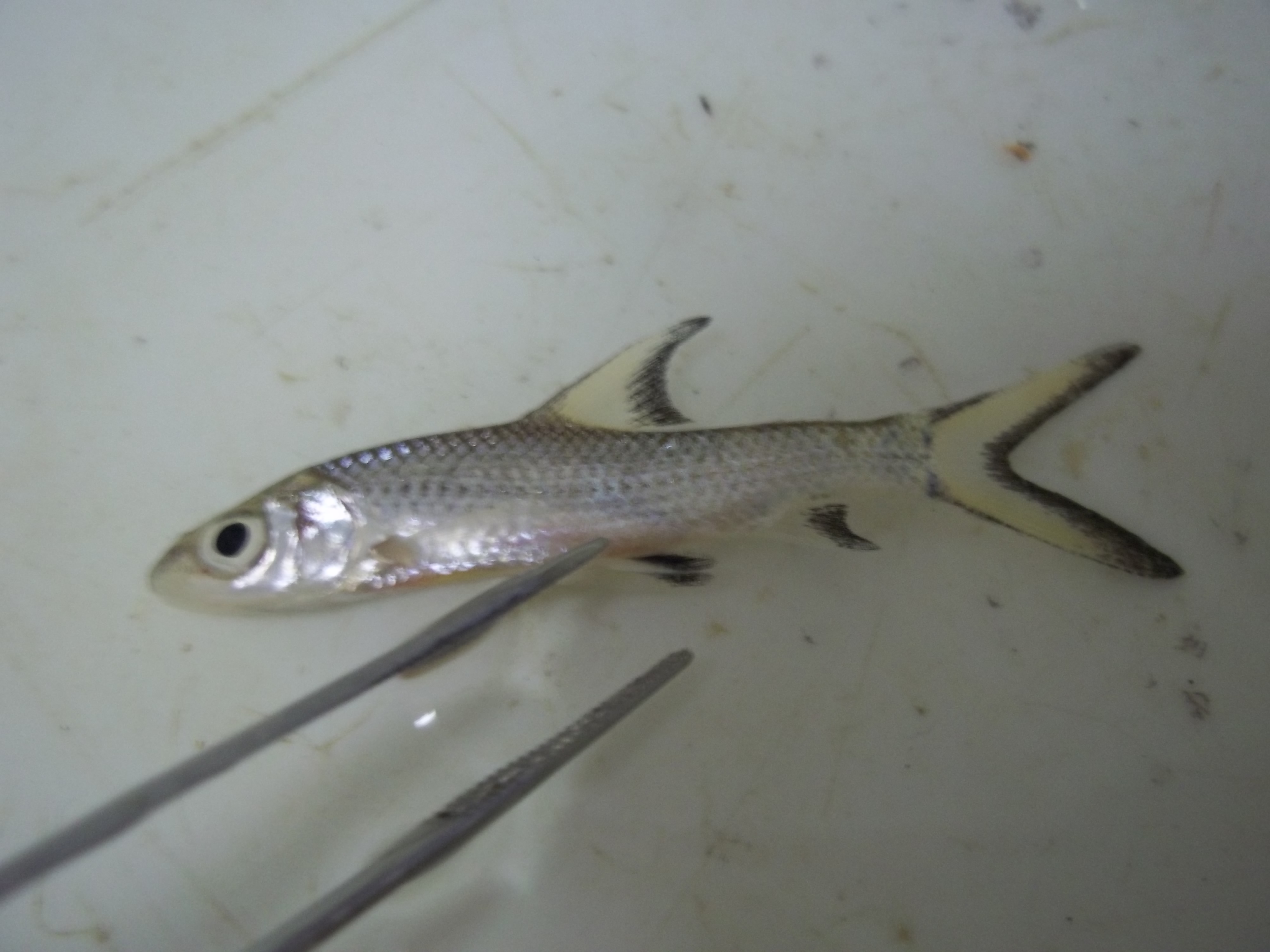 Bala shark (Balantiocheilos melanopterus) — Cyprinidae — 3