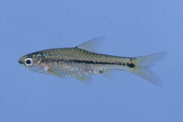 Broadband barb (Enteromius macrotaenia) — Cyprinidae — 5