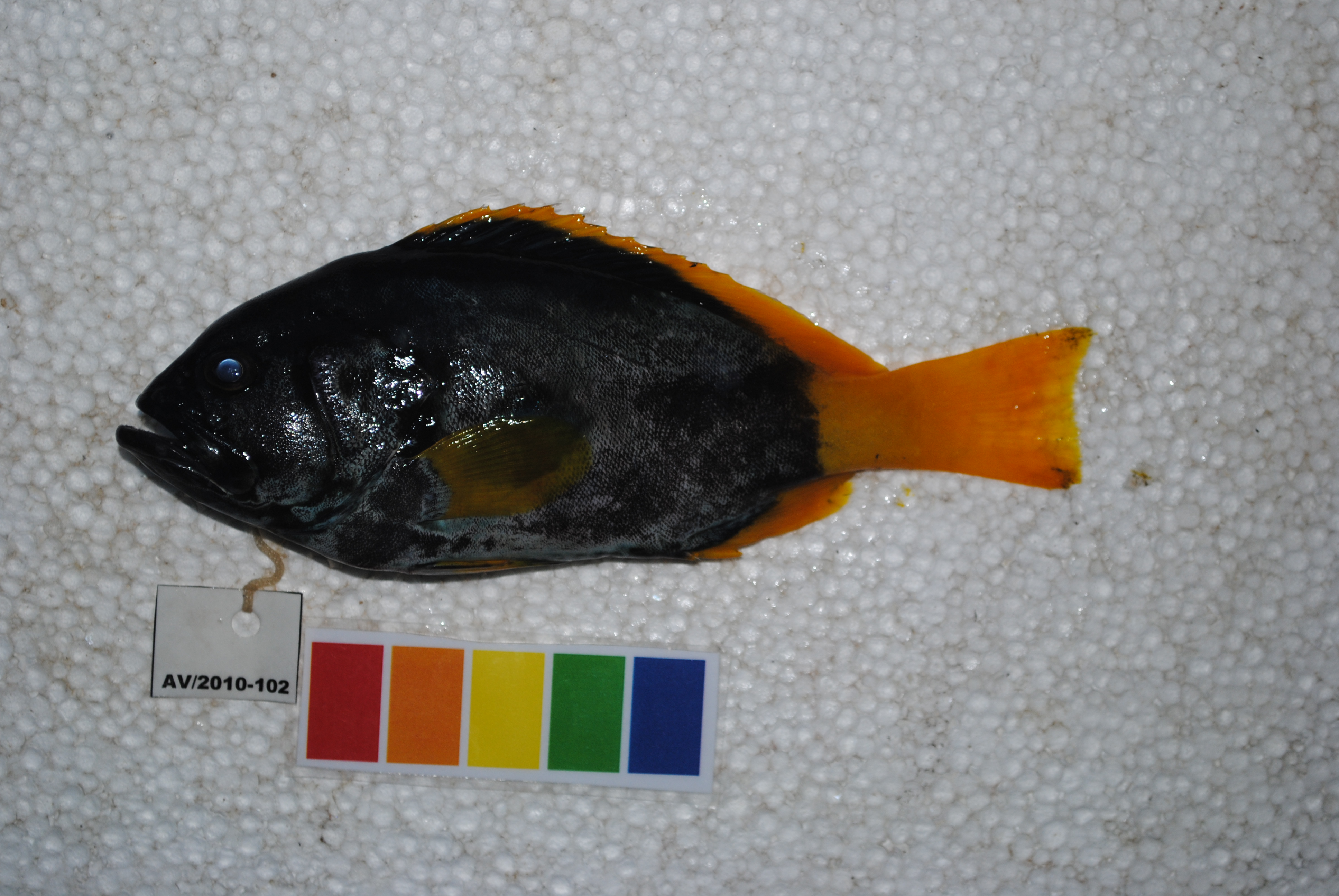 Blue and yellow grouper (Epinephelus flavocaeruleus) — Serranidae — 2