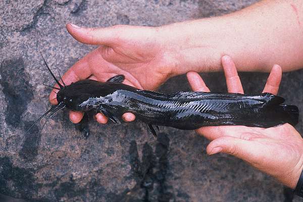Broadhead catfish (Clariallabes platyprosopos) — Clariidae