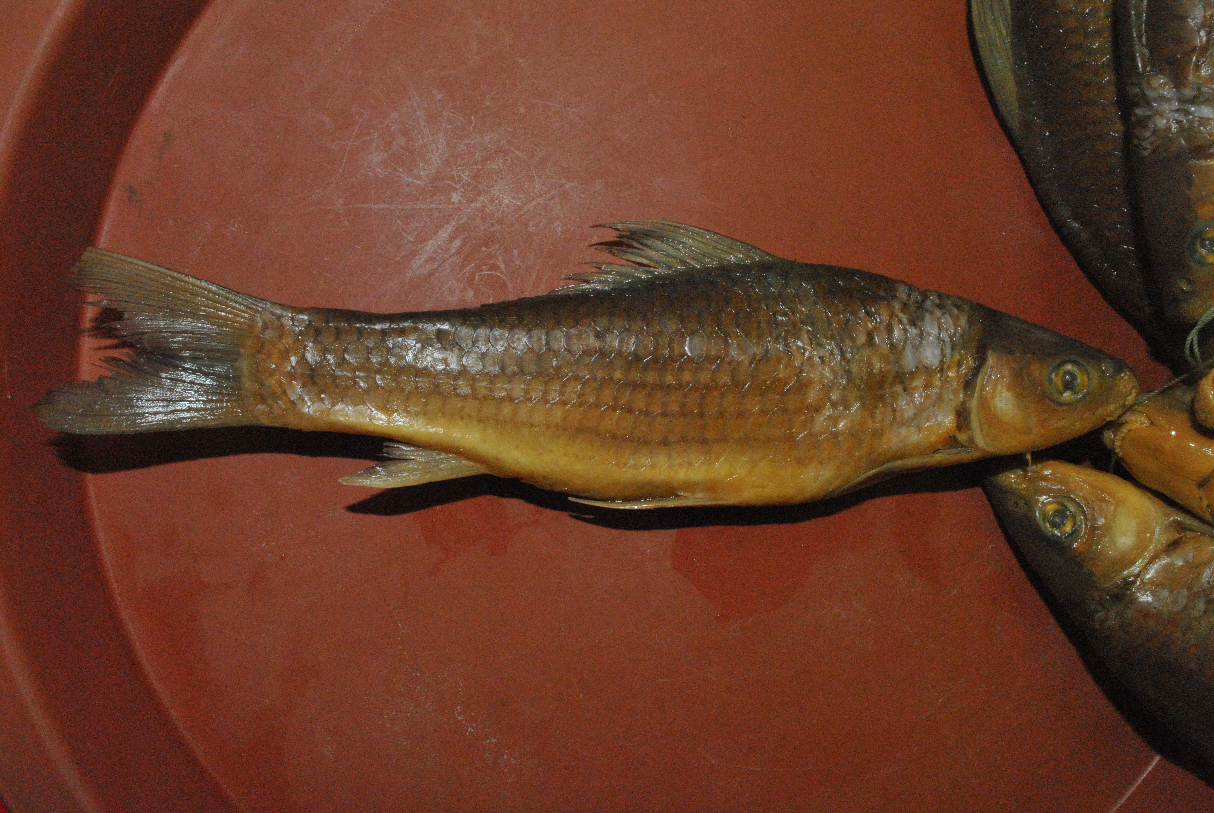 African carp (Labeo mesops) — Cyprinidae