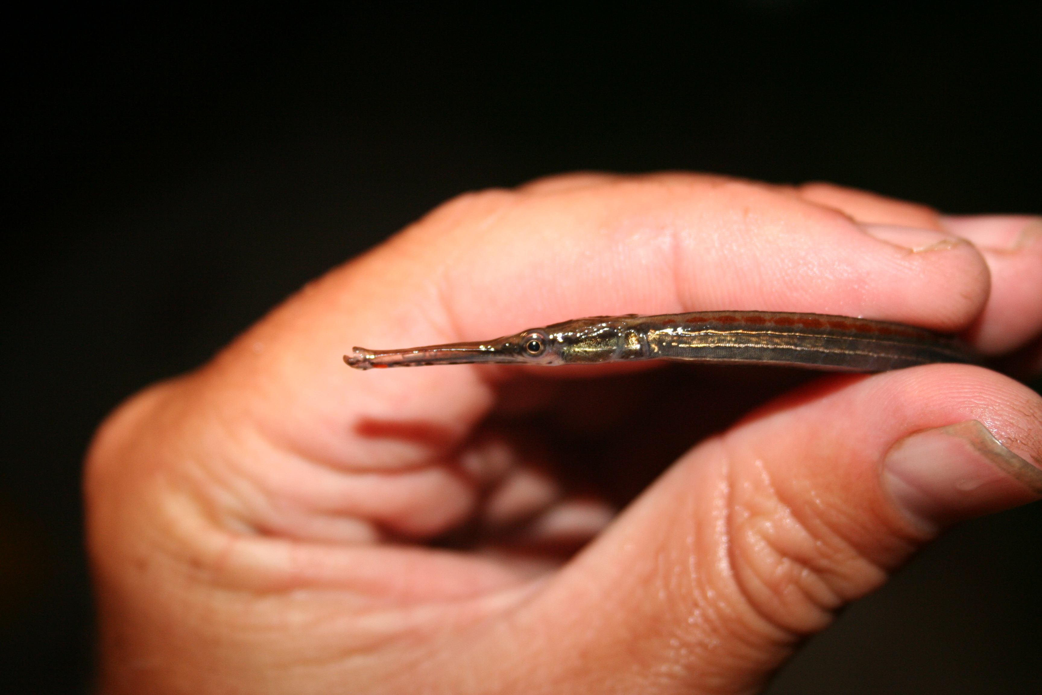 African freshwater pipefish (Microphis aculeatus) — Syngnathidae — 3