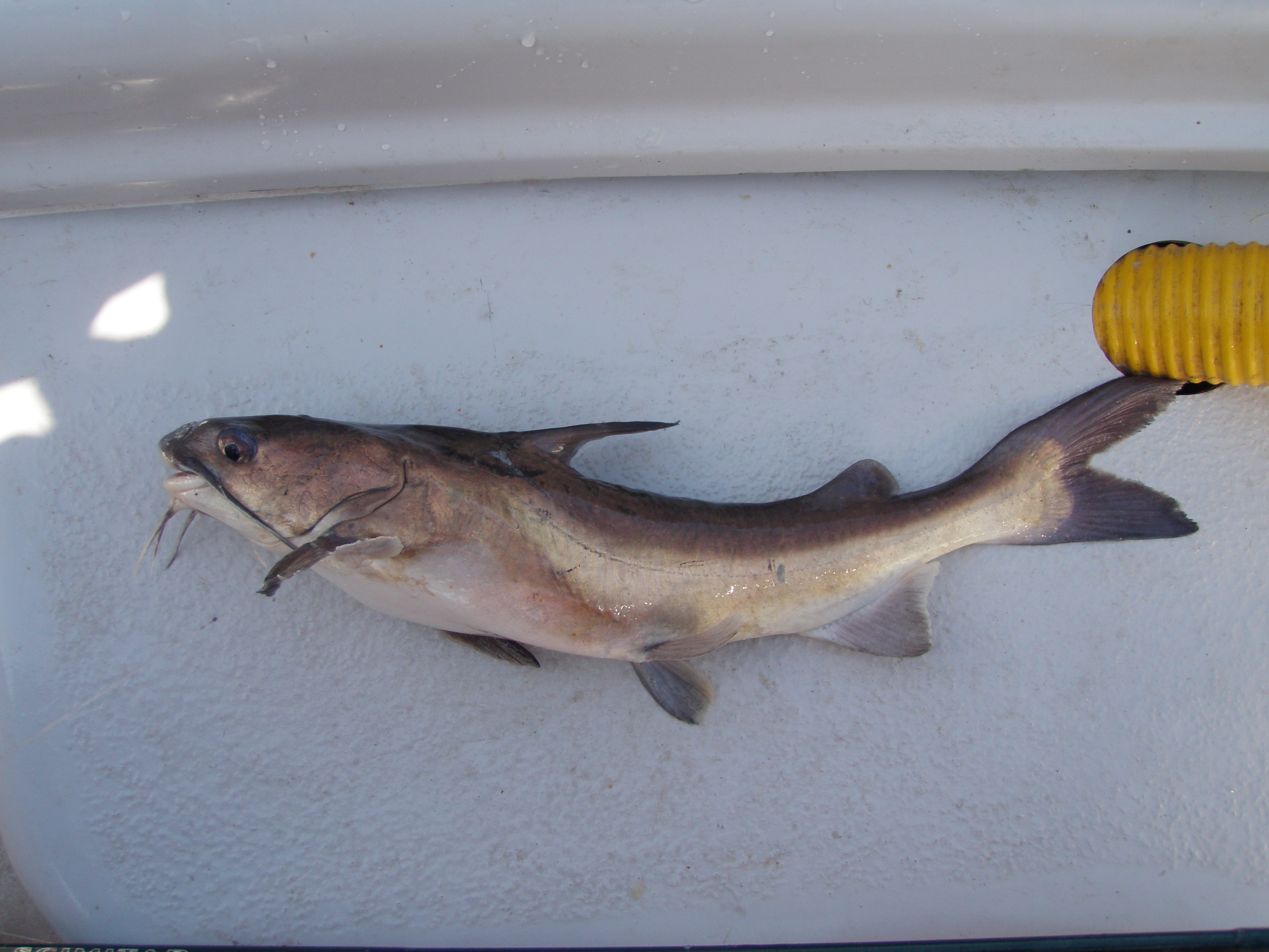 Barber (Galeichthys feliceps) — Ariidae — 5