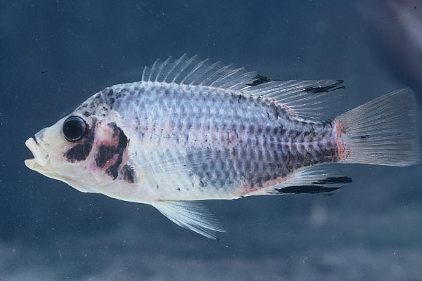 Otjikoto tilapia (Tilapia guinasana) — Cichlidae — 3