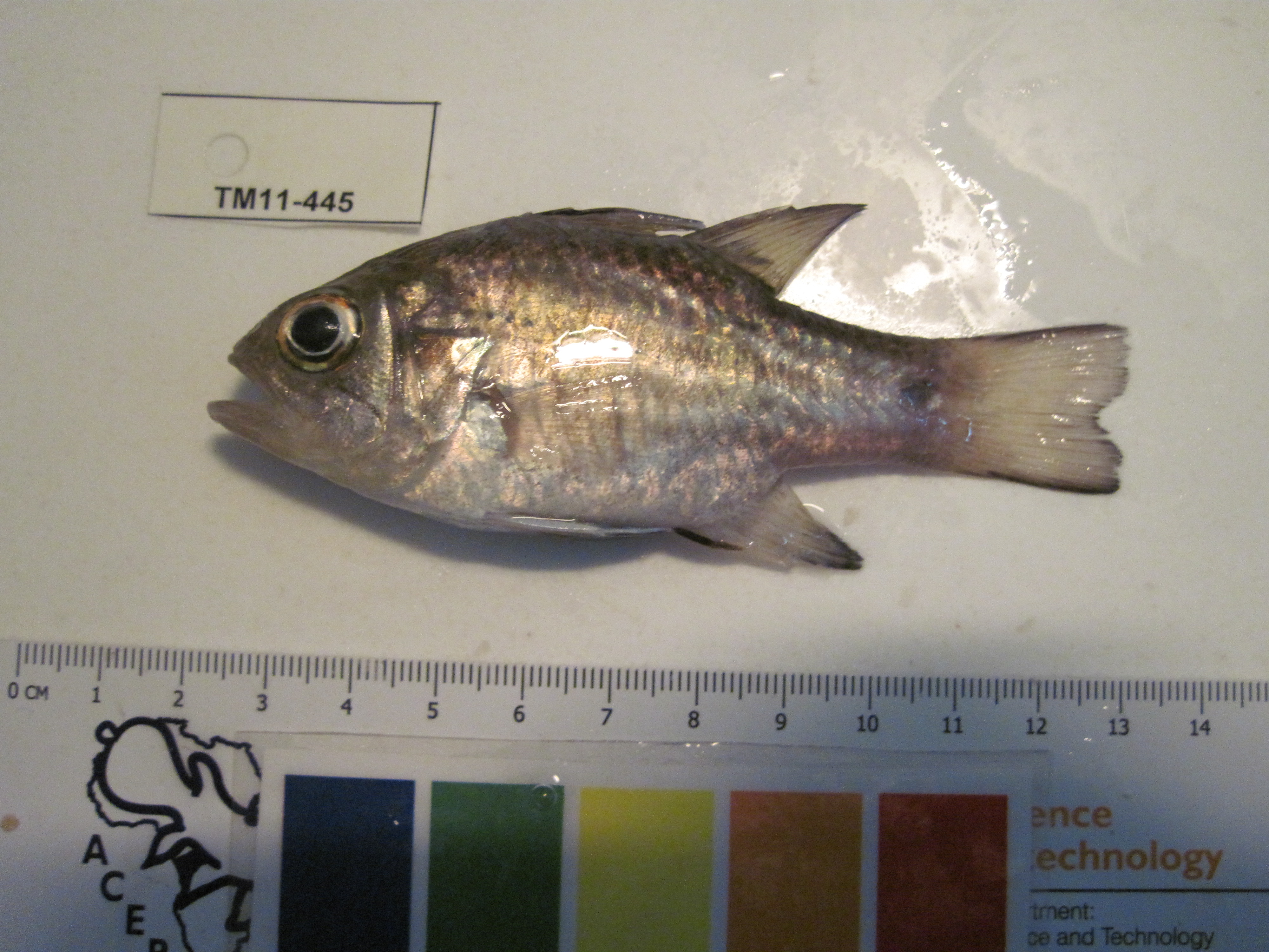 Reef-flat cardinalfish (Apogonichthyoides taeniatus) — Apogonidae — 3