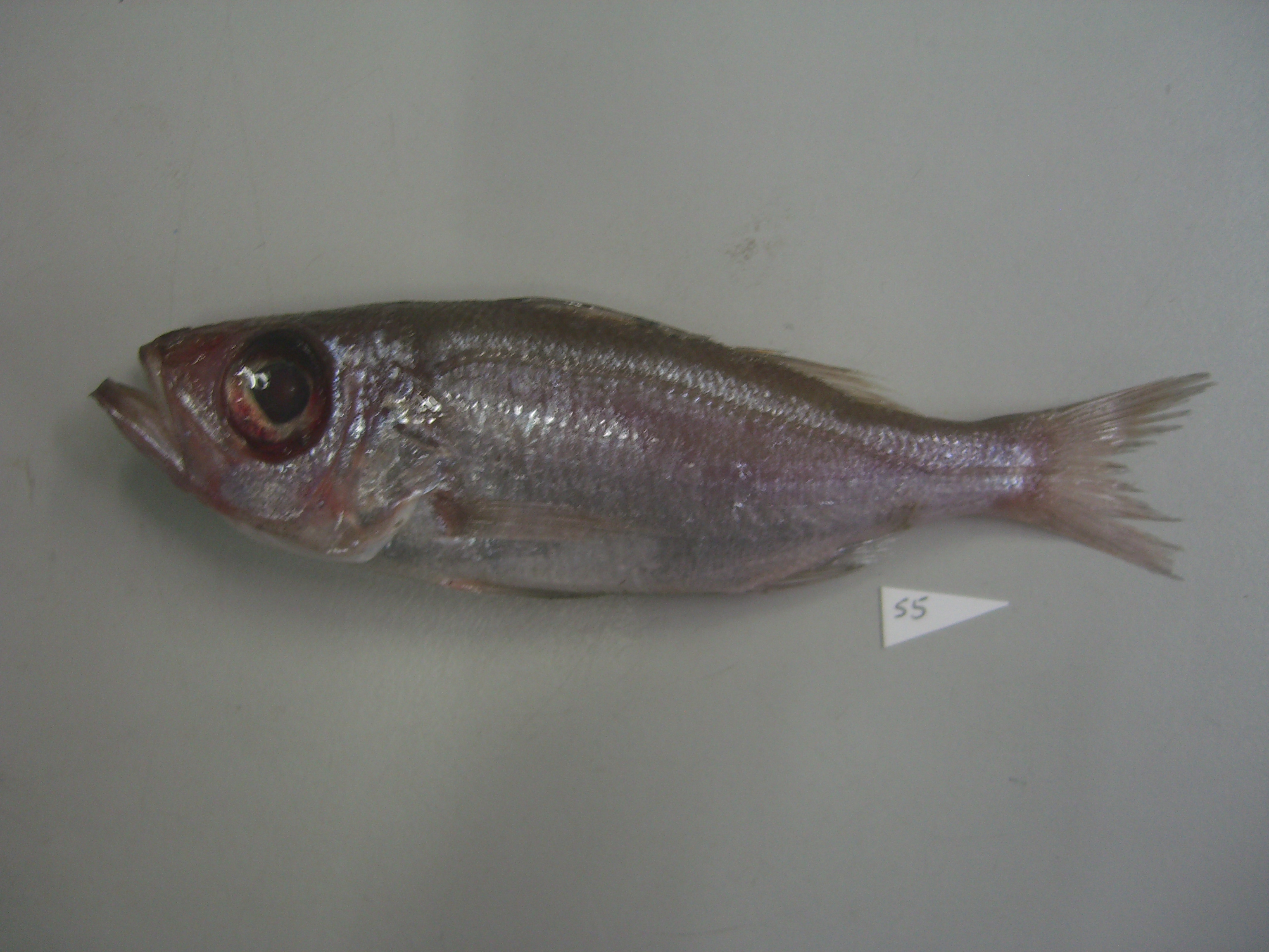Wakiya's seabass (Malakichthys wakiyae) — Acropomatidae — 2