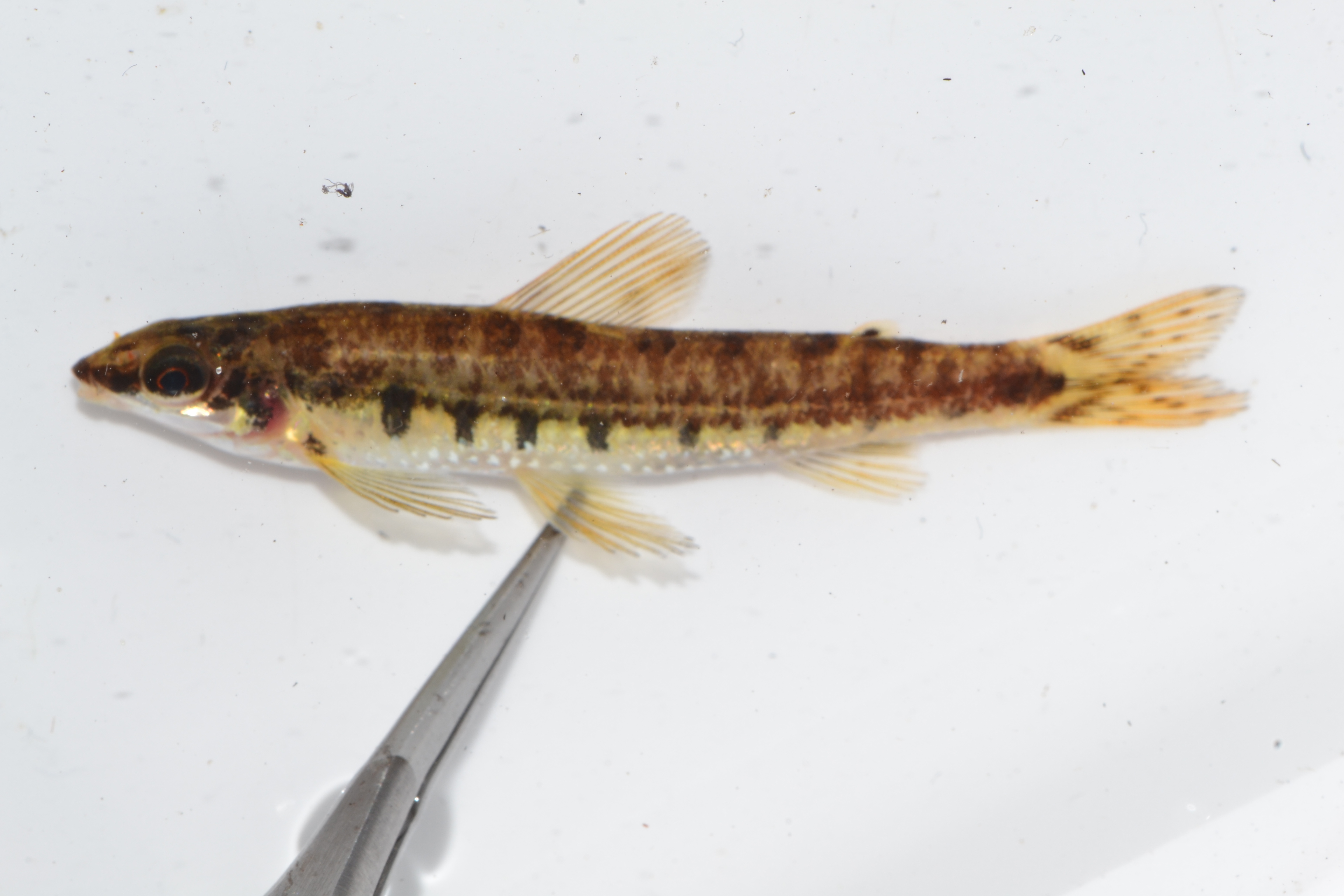 Broadbar citharine (Nannocharax macropterus) — Distichodontidae — 3