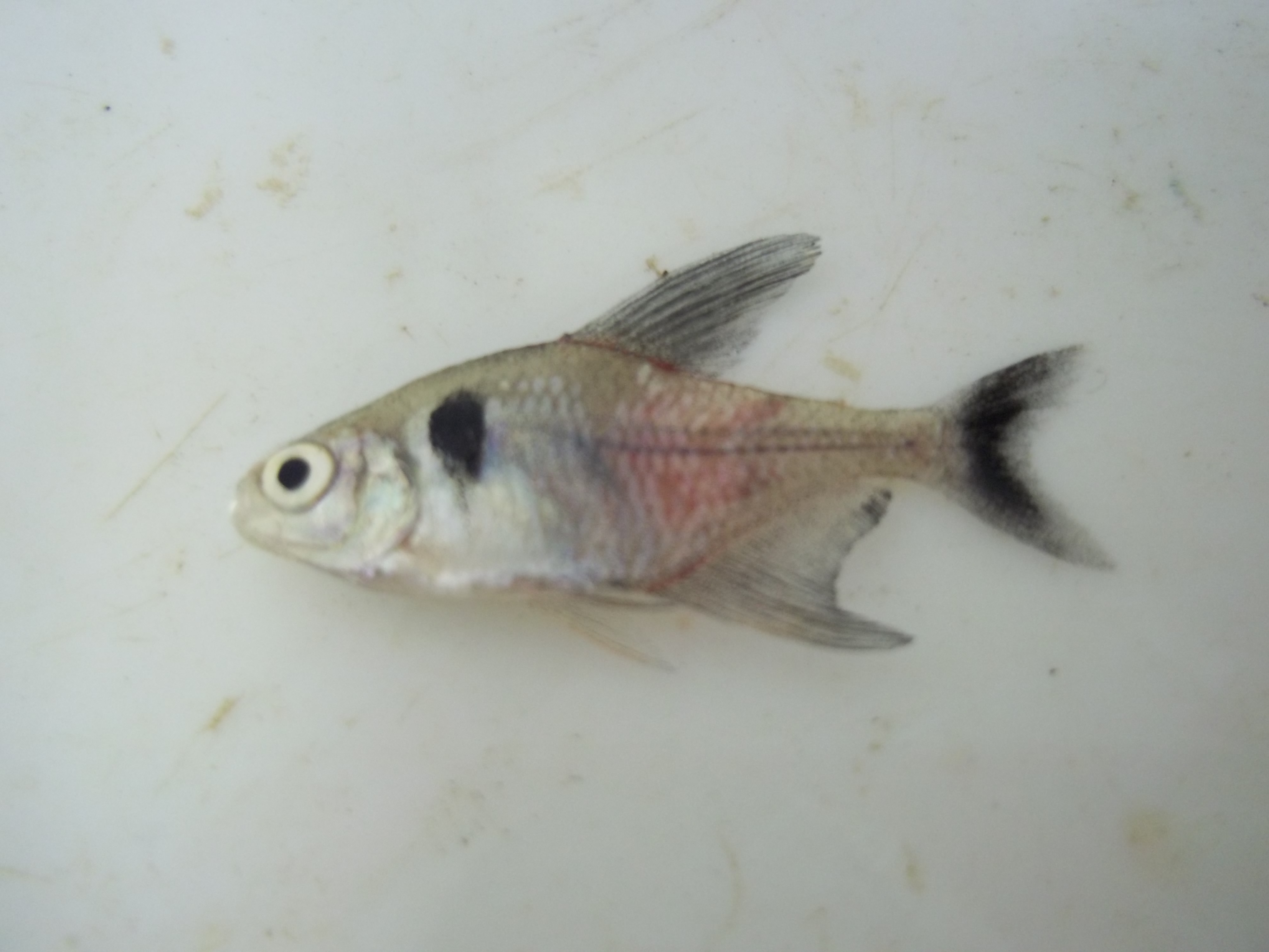 Black phantom tetra (Hyphessobrycon megalopterus) — Characidae — 2