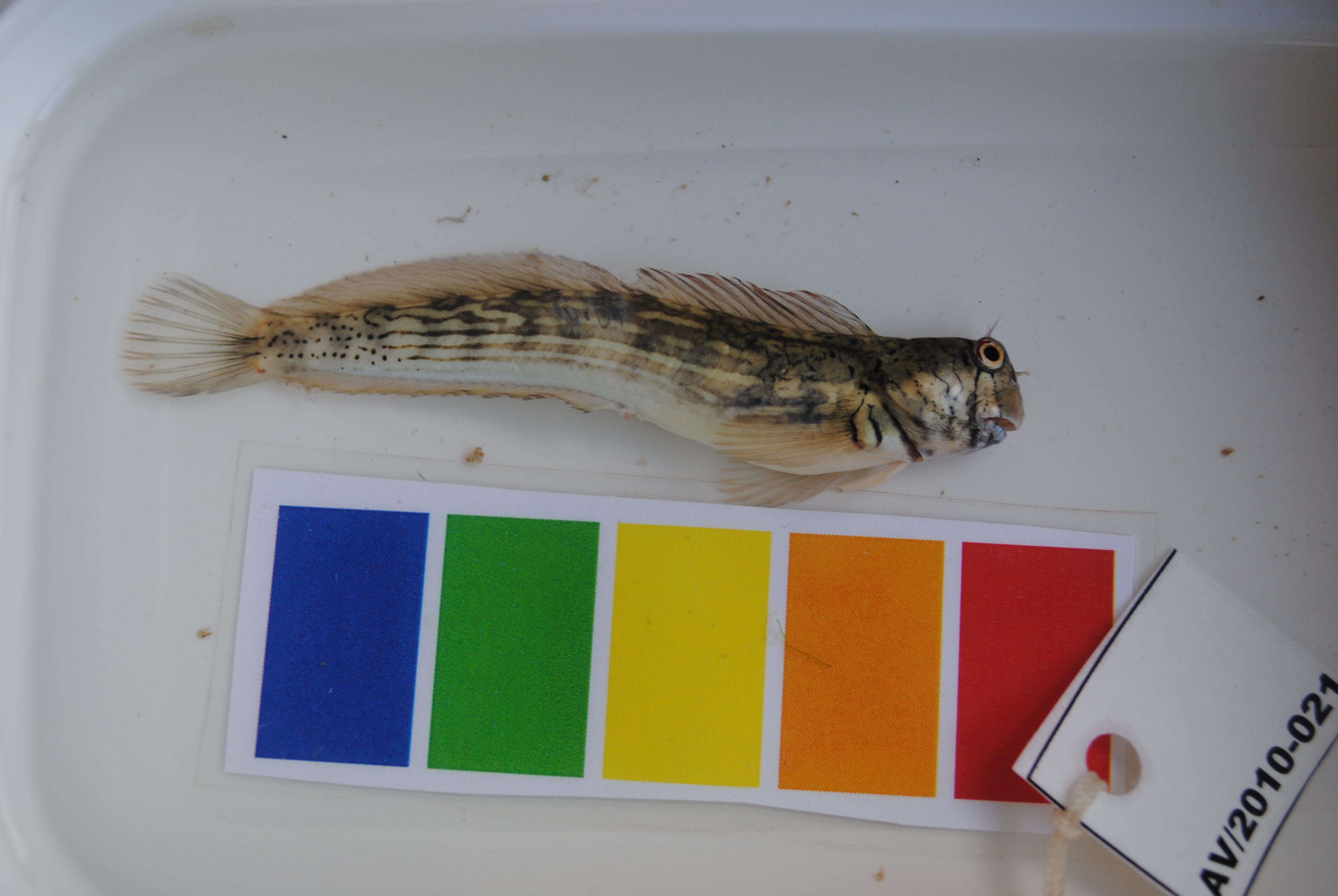 Steindachners rotsspringer (Istiblennius steindachneri) — Blenniidae — 2